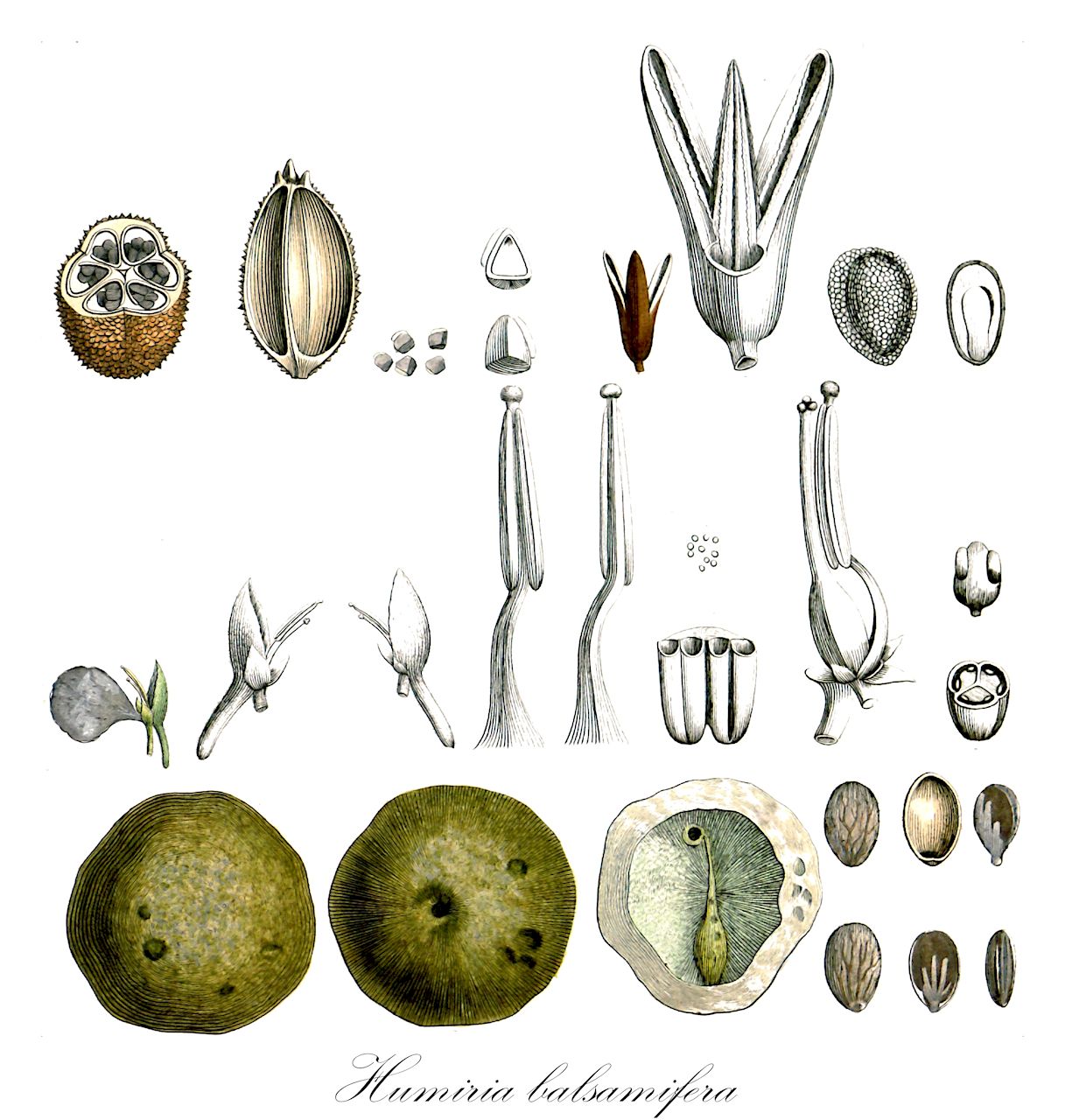 Humiria balsamifera - Humiriaceae,Plantae,Pteridobiotina,Angiosperms,Malpighiales,Humiriaceae,Humiria,Humiria balsamifera,Humiria arenaria, Humirium balsamiferum, Myrodendron amplexicaule, Myrodendron balsamiferum, Myrodendrum balsamiferum, Myrodendrum balsamiferum