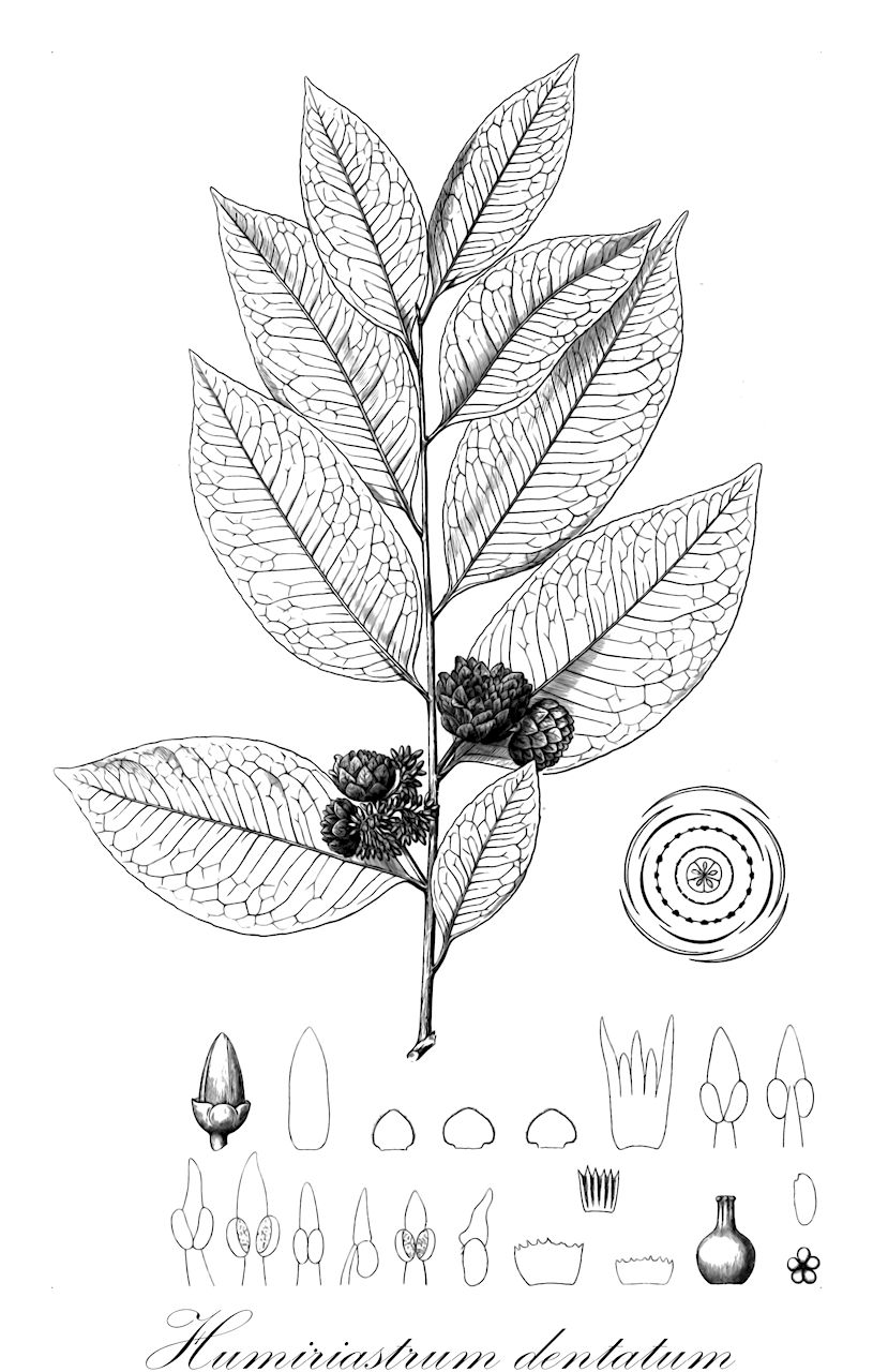 Humiriastrum dentatum - Humiriaceae,Plantae,Pteridobiotina,Angiosperms,Malpighiales,Humiriaceae,Humiriastrum,Humiriastrum dentatum,Humiria dentata, Humirium dentatum, Sacoglottis dentata