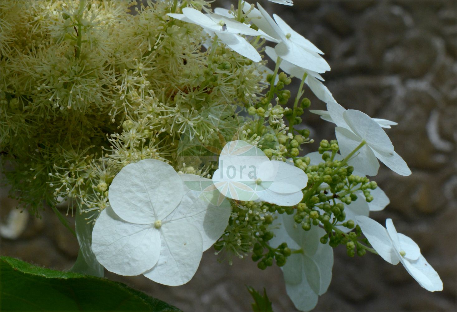 Hydrangea quercifolia - Hydrangeaceae,Plantae,Pteridobiotina,Angiosperms,Cornales,Hydrangeaceae,Hydrangea,Hydrangea quercifolia,Hydrangea angulata, Hydrangea quinquefolia,oak-leaf hydrangea