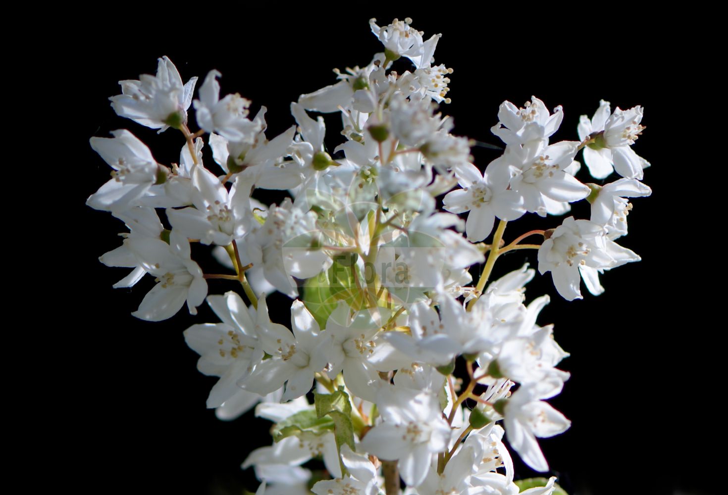 Deutzia gracilis - Hydrangeaceae,Plantae,Pteridobiotina,Angiosperms,Cornales,Hydrangeaceae,Deutzia,Deutzia gracilis,Deutzia gracilis f. albomarmorata, Deutzia gracilis f. aurea, Deutzia gracilis f. aureomarginata, Deutzia gracilis f. pilifera, Deutzia gracilis subsp. gracilis, Deutzia gracilis unr. albomarmorata, Deutzia gracilis unr. aureomarginata, Deutzia gracilis unr. variegata, Deutzia gracilis var. latifolia, Deutzia gracilis var. macrantha, Deutzia gracilis var. nagurae, Deutzia gracilis var. nagurai, Deutzia nagurai,Zierliche Deutzie;deutzie grêle;deutzia grácil;дейция изящная;żylistek wysmukły;hime-utsugi;ヒメウツギ;karcsú gyöngyvirágcserje;trojpuk štíhlý;trojpuk štíhly;xì gěng sōu shū;细梗溲疏