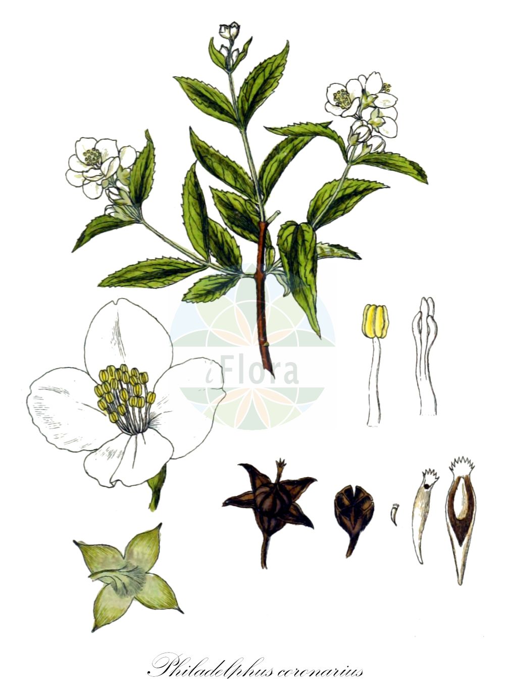 Philadelphus coronarius - Hydrangeaceae,Plantae,Pteridobiotina,Angiosperms,Cornales,Hydrangeaceae,Philadelphus,Philadelphus coronarius,Philadelphus aromaticus, Philadelphus caucasicus, Philadelphus caucasicus var. glabratus, Philadelphus coronarius f. aureus, Philadelphus coronarius f. deutziiflorus, Philadelphus coronarius f. duplex, Philadelphus coronarius f. primuliflorus, Philadelphus coronarius f. pumilus, Philadelphus coronarius f. salicifolius, Philadelphus coronarius f. variegatus, Philadelphus coronarius var. aureus, Philadelphus coronarius var. deutziiflorus-plenus, Philadelphus coronarius var. duplex, Philadelphus coronarius var. glabratus, Philadelphus coronarius var. grandiflorus, Philadelphus coronarius var. primuliflorus-plenus, Philadelphus coronarius var. pumilus, Philadelphus coronarius var. rosiflorus-plenus, Philadelphus coronarius var. variegatus, Philadelphus deyrolleanus, Philadelphus grandiflorus, Philadelphus keteleeri, Philadelphus kochianus, Philadelphus nanus, Philadelphus pallidus, Philadelphus primuliflorus, Philadelphus salicifolius, Philadelphus salzmannii, Philadelphus speciosus, Philadelphus umbellatus, Philadelphus uniflorus, Philadelphus zeyheri, Philadelphus zeyheri var. kochianus, Philadelphus zeyheri var. umbellatus, Syringa alba, Syringa suaveolens,Großer Pfeifenstrauch;Falscher Jasmin;Pfeifenstrauch;mock-orange;sweet mock orange;seringa commun;Seringa en couronne;seringat des jardins;philadelphe en couronne;jasmin des poêtes;seringat commun;jeringuilla;celinda de olor;celindo;chiringa;cinamomo;filadelfo;seringa;siringa;Fior d'angelo;Gelsomino dei frati;filadelfia;gelsomino bianco;boeren-jasmijn;sílindra;чубушник венечный;чубушник обыкновенный;filbahri;filadelf;xeringuilla;nepravi jasmin;schersmin;vellugtende pibeved;jaśminowiec wonny;navadni skobotovec;közönséges jezsámen;pustoryl věncový;pajazmín vencový;садовий жасмин звичайний