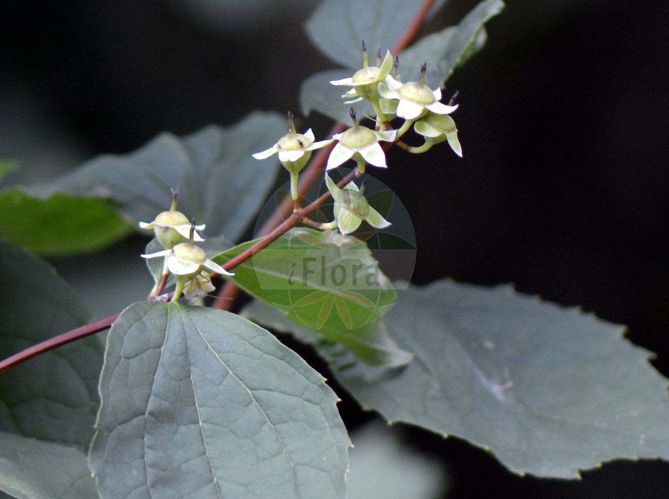 Philadelphus coronarius - Hydrangeaceae,Plantae,Pteridobiotina,Angiosperms,Cornales,Hydrangeaceae,Philadelphus,Philadelphus coronarius,Philadelphus aromaticus, Philadelphus caucasicus, Philadelphus caucasicus var. glabratus, Philadelphus coronarius f. aureus, Philadelphus coronarius f. deutziiflorus, Philadelphus coronarius f. duplex, Philadelphus coronarius f. primuliflorus, Philadelphus coronarius f. pumilus, Philadelphus coronarius f. salicifolius, Philadelphus coronarius f. variegatus, Philadelphus coronarius var. aureus, Philadelphus coronarius var. deutziiflorus-plenus, Philadelphus coronarius var. duplex, Philadelphus coronarius var. glabratus, Philadelphus coronarius var. grandiflorus, Philadelphus coronarius var. primuliflorus-plenus, Philadelphus coronarius var. pumilus, Philadelphus coronarius var. rosiflorus-plenus, Philadelphus coronarius var. variegatus, Philadelphus deyrolleanus, Philadelphus grandiflorus, Philadelphus keteleeri, Philadelphus kochianus, Philadelphus nanus, Philadelphus pallidus, Philadelphus primuliflorus, Philadelphus salicifolius, Philadelphus salzmannii, Philadelphus speciosus, Philadelphus umbellatus, Philadelphus uniflorus, Philadelphus zeyheri, Philadelphus zeyheri var. kochianus, Philadelphus zeyheri var. umbellatus, Syringa alba, Syringa suaveolens,Großer Pfeifenstrauch;Falscher Jasmin;Pfeifenstrauch;mock-orange;sweet mock orange;seringa commun;Seringa en couronne;seringat des jardins;philadelphe en couronne;jasmin des poêtes;seringat commun;jeringuilla;celinda de olor;celindo;chiringa;cinamomo;filadelfo;seringa;siringa;Fior d'angelo;Gelsomino dei frati;filadelfia;gelsomino bianco;boeren-jasmijn;sílindra;чубушник венечный;чубушник обыкновенный;filbahri;filadelf;xeringuilla;nepravi jasmin;schersmin;vellugtende pibeved;jaśminowiec wonny;navadni skobotovec;közönséges jezsámen;pustoryl věncový;pajazmín vencový;садовий жасмин звичайний