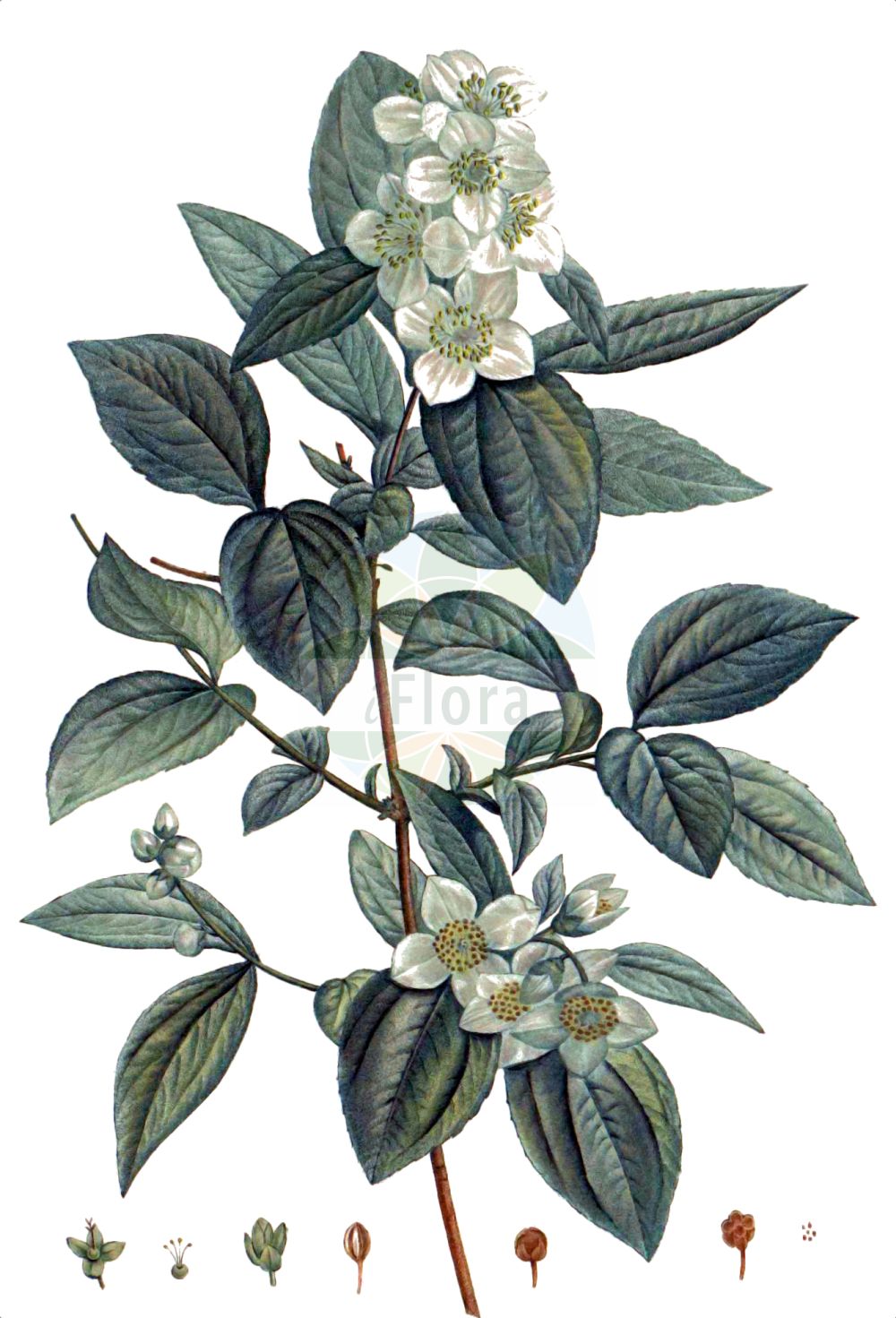 Philadelphus coronarius - Hydrangeaceae,Plantae,Pteridobiotina,Angiosperms,Cornales,Hydrangeaceae,Philadelphus,Philadelphus coronarius,Philadelphus aromaticus, Philadelphus caucasicus, Philadelphus caucasicus var. glabratus, Philadelphus coronarius f. aureus, Philadelphus coronarius f. deutziiflorus, Philadelphus coronarius f. duplex, Philadelphus coronarius f. primuliflorus, Philadelphus coronarius f. pumilus, Philadelphus coronarius f. salicifolius, Philadelphus coronarius f. variegatus, Philadelphus coronarius var. aureus, Philadelphus coronarius var. deutziiflorus-plenus, Philadelphus coronarius var. duplex, Philadelphus coronarius var. glabratus, Philadelphus coronarius var. grandiflorus, Philadelphus coronarius var. primuliflorus-plenus, Philadelphus coronarius var. pumilus, Philadelphus coronarius var. rosiflorus-plenus, Philadelphus coronarius var. variegatus, Philadelphus deyrolleanus, Philadelphus grandiflorus, Philadelphus keteleeri, Philadelphus kochianus, Philadelphus nanus, Philadelphus pallidus, Philadelphus primuliflorus, Philadelphus salicifolius, Philadelphus salzmannii, Philadelphus speciosus, Philadelphus umbellatus, Philadelphus uniflorus, Philadelphus zeyheri, Philadelphus zeyheri var. kochianus, Philadelphus zeyheri var. umbellatus, Syringa alba, Syringa suaveolens,Großer Pfeifenstrauch;Falscher Jasmin;Pfeifenstrauch;mock-orange;sweet mock orange;seringa commun;Seringa en couronne;seringat des jardins;philadelphe en couronne;jasmin des poêtes;seringat commun;jeringuilla;celinda de olor;celindo;chiringa;cinamomo;filadelfo;seringa;siringa;Fior d'angelo;Gelsomino dei frati;filadelfia;gelsomino bianco;boeren-jasmijn;sílindra;чубушник венечный;чубушник обыкновенный;filbahri;filadelf;xeringuilla;nepravi jasmin;schersmin;vellugtende pibeved;jaśminowiec wonny;navadni skobotovec;közönséges jezsámen;pustoryl věncový;pajazmín vencový;садовий жасмин звичайний