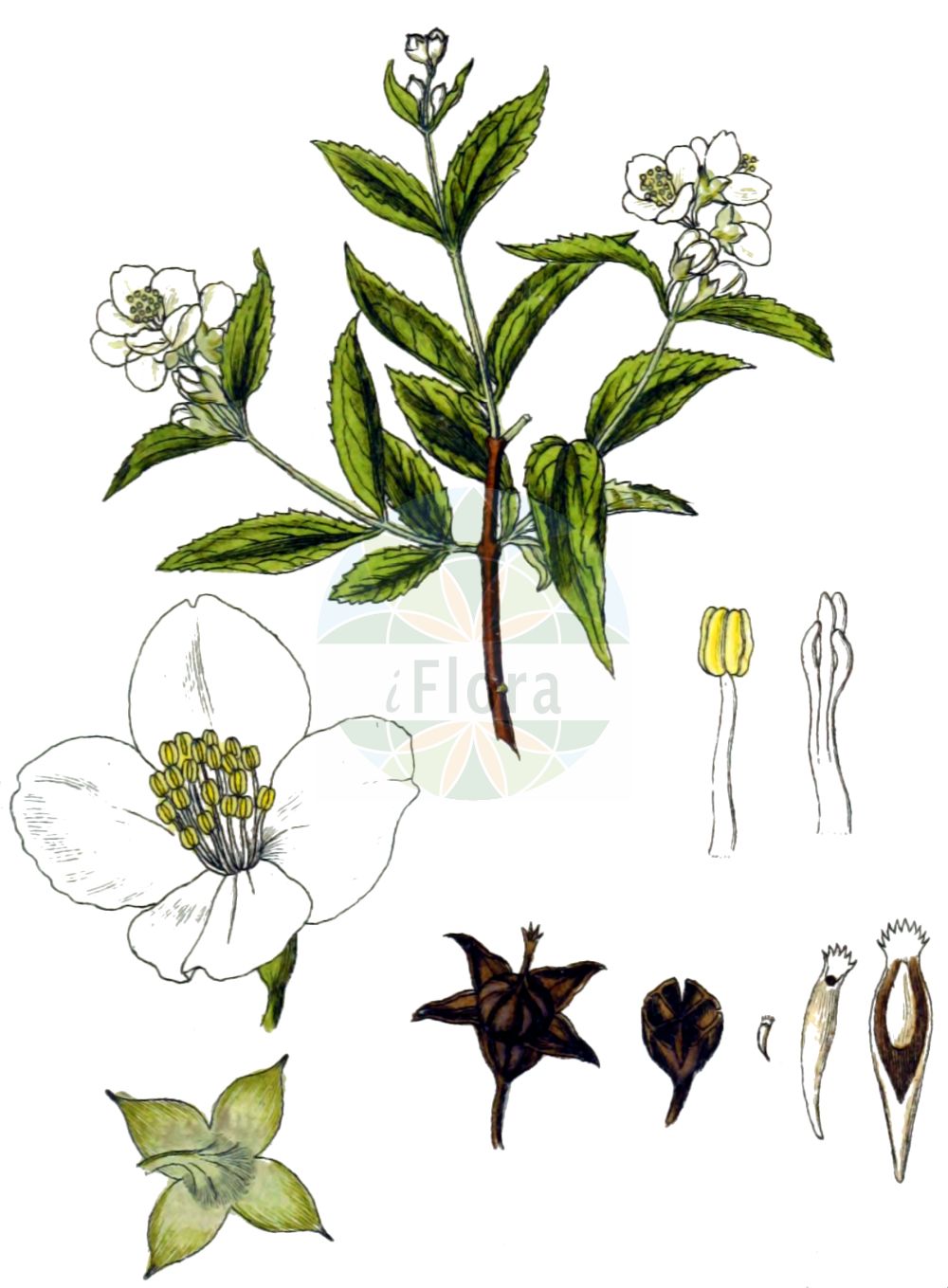 Philadelphus coronarius - Hydrangeaceae,Plantae,Pteridobiotina,Angiosperms,Cornales,Hydrangeaceae,Philadelphus,Philadelphus coronarius,Philadelphus aromaticus, Philadelphus caucasicus, Philadelphus caucasicus var. glabratus, Philadelphus coronarius f. aureus, Philadelphus coronarius f. deutziiflorus, Philadelphus coronarius f. duplex, Philadelphus coronarius f. primuliflorus, Philadelphus coronarius f. pumilus, Philadelphus coronarius f. salicifolius, Philadelphus coronarius f. variegatus, Philadelphus coronarius var. aureus, Philadelphus coronarius var. deutziiflorus-plenus, Philadelphus coronarius var. duplex, Philadelphus coronarius var. glabratus, Philadelphus coronarius var. grandiflorus, Philadelphus coronarius var. primuliflorus-plenus, Philadelphus coronarius var. pumilus, Philadelphus coronarius var. rosiflorus-plenus, Philadelphus coronarius var. variegatus, Philadelphus deyrolleanus, Philadelphus grandiflorus, Philadelphus keteleeri, Philadelphus kochianus, Philadelphus nanus, Philadelphus pallidus, Philadelphus primuliflorus, Philadelphus salicifolius, Philadelphus salzmannii, Philadelphus speciosus, Philadelphus umbellatus, Philadelphus uniflorus, Philadelphus zeyheri, Philadelphus zeyheri var. kochianus, Philadelphus zeyheri var. umbellatus, Syringa alba, Syringa suaveolens,Großer Pfeifenstrauch;Falscher Jasmin;Pfeifenstrauch;mock-orange;sweet mock orange;seringa commun;Seringa en couronne;seringat des jardins;philadelphe en couronne;jasmin des poêtes;seringat commun;jeringuilla;celinda de olor;celindo;chiringa;cinamomo;filadelfo;seringa;siringa;Fior d'angelo;Gelsomino dei frati;filadelfia;gelsomino bianco;boeren-jasmijn;sílindra;чубушник венечный;чубушник обыкновенный;filbahri;filadelf;xeringuilla;nepravi jasmin;schersmin;vellugtende pibeved;jaśminowiec wonny;navadni skobotovec;közönséges jezsámen;pustoryl věncový;pajazmín vencový;садовий жасмин звичайний