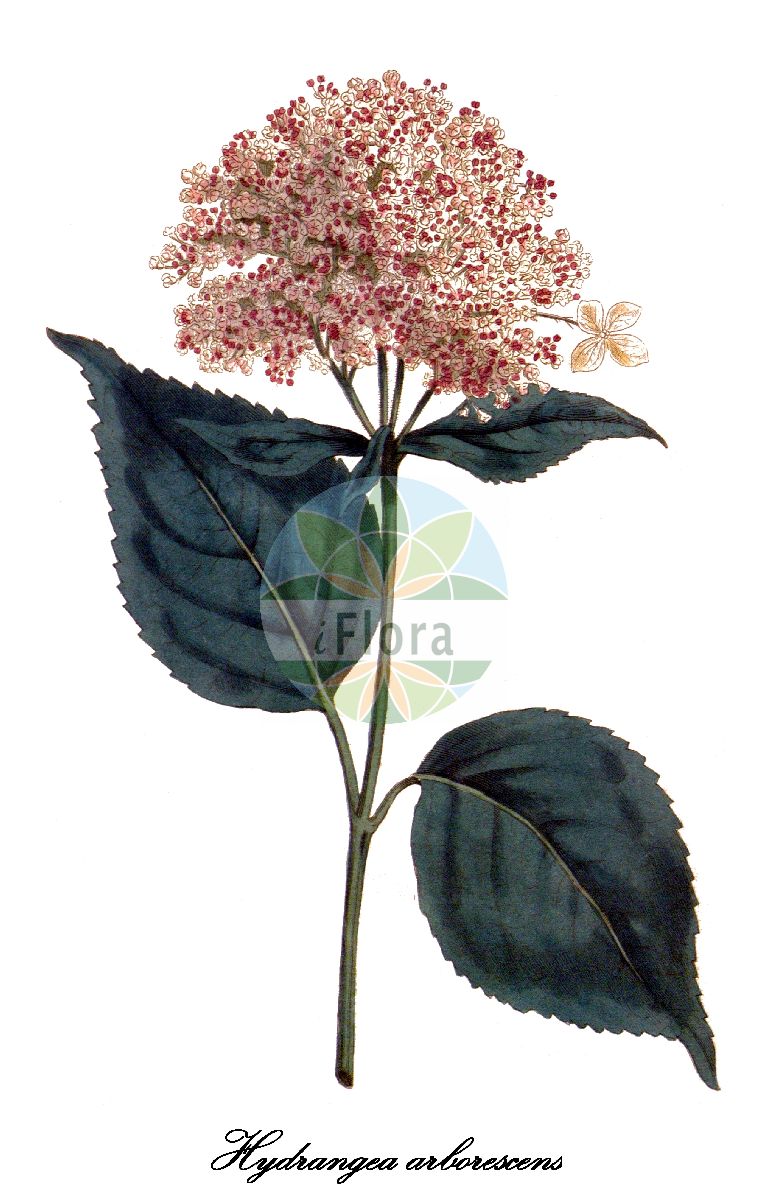 Hydrangea arborescens - Hydrangeaceae,Plantae,Pteridobiotina,Angiosperms,Cornales,Hydrangeaceae,Hydrangea,Hydrangea arborescens,Hydrangea acuta, Hydrangea amplifolia, Hydrangea arborescens f. acarpa, Hydrangea arborescens f. arborescens, Hydrangea arborescens f. carnea, Hydrangea arborescens f. grandiflora, Hydrangea arborescens f. sterilis, Hydrangea arborescens f. vulgaris, Hydrangea arborescens subsp. arborescens, Hydrangea arborescens var. arborescens, Hydrangea arborescens var. australis, Hydrangea arborescens var. cordata, Hydrangea arborescens var. grandiflora, Hydrangea arborescens var. grandiflora, Hydrangea arborescens var. kanawhana, Hydrangea arborescens var. oblonga, Hydrangea arborescens var. sterilis, Hydrangea arborescens var. vulgaris, Hydrangea cordata, Hydrangea frutescens, Hydrangea glauca, Hydrangea heterophylla, Hydrangea laevigata, Hydrangea nivea var. conformis, Hydrangea paniculata, Hydrangea rotundifolia, Hydrangea urticifolia, Hydrangea viburnifolia, Hydrangea vulgaris, Hydrangea vulgaris var. carnea, Hydrangea vulgaris var. cordata,Baumartige Hortensie;smooth hydrangea;wild hydrangea;hortensia arborescente;sneeuwbal;гортензия древовидная;hortensja drzewiasta;hortensja krzaczasta;hortensja krzewiasta;cserjés hortenzia;hortenzie stromkovitá;hortenzia stromovitá
