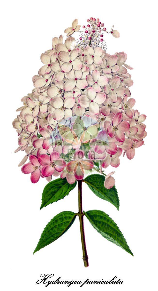 Hydrangea paniculata - Hydrangeaceae,Plantae,Pteridobiotina,Angiosperms,Cornales,Hydrangeaceae,Hydrangea,Hydrangea paniculata,Heteromalla paniculata, Heteromalla paniculata f. debilis, Heteromalla paniculata f. grandiflora, Heteromalla paniculata f. velutina, Hydrangea kamienskii, Hydrangea paniculata f. debilis, Hydrangea paniculata f. grandiflora, Hydrangea paniculata f. praecox, Hydrangea paniculata f. velutina, Hydrangea paniculata var. debilis, Hydrangea paniculata var. debilis, Hydrangea paniculata var. depressa, Hydrangea paniculata var. grandiflora, Hydrangea paniculata var. hortensis, Hydrangea paniculata var. intermedia, Hydrangea paniculata var. laeta, Hydrangea paniculata var. minor, Hydrangea paniculata var. praecox, Hydrangea paniculata var. thermalis, Hydrangea paniculata var. vegeta, Hydrangea paniculata var. velutina, Hydrangea sachalinensis, Hydrangea schindleri, Hydrangea verticillata,panicled hydrangea;hortensia paniculé;hydrangéa paniculé;ortensia paniculata;pluimhortensia;гортензия метельчатая;hortensja bukietowa;nori-utsugi;ノリウツギ;yuán zhuī xiù qiú;圆锥绣球