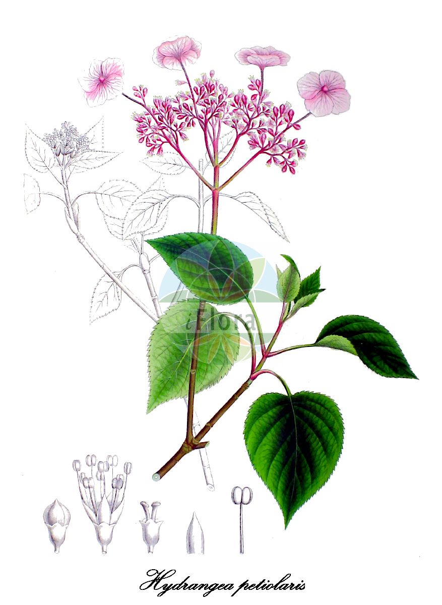 Hydrangea petiolaris - Hydrangeaceae,Plantae,Pteridobiotina,Angiosperms,Cornales,Hydrangeaceae,Hydrangea,Hydrangea petiolaris,Calyptranthe petiolaris, Calyptranthe petiolaris var. cordifolia, Calyptranthe petiolaris var. ovalifolia, Hydrangea anomala subsp. petiolaris, Hydrangea anomala var. megaphylla, Hydrangea anomala var. ovalifolia, Hydrangea bracteata, Hydrangea cordifolia, Hydrangea petiolaris var. bracteata, Hydrangea petiolaris var. cordifolia, Hydrangea petiolaris var. ovalifolia, Hydrangea scandens, Hydrangea scandens var. cordifolia, Hydrangea scandens var. petiolaris, Hydrangea tilaefolia,hortensia grimpant;hortensia trepadora;hydrangea rampicante;klimhortensia;hortênsia-trepadeira;гортензия черешковая;klätterhortensia;klatre-hortensia;hortensja pnąca;gotô-zuru;tsuru-ajisai;ゴトウズル;ツルアジサイ;plezava hortenzija;hortenzie řapíkatá