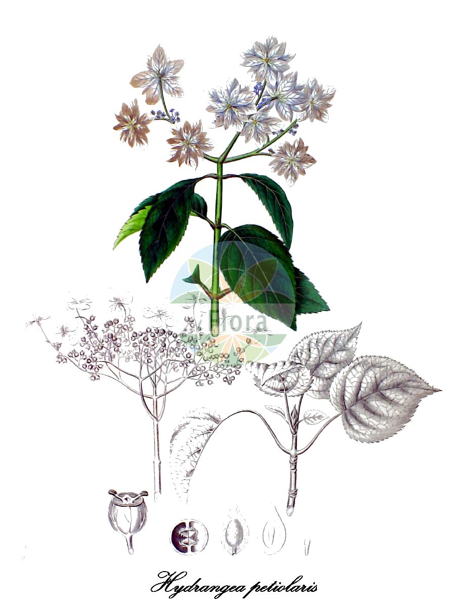 Hydrangea petiolaris - Hydrangeaceae,Plantae,Pteridobiotina,Angiosperms,Cornales,Hydrangeaceae,Hydrangea,Hydrangea petiolaris,Calyptranthe petiolaris, Calyptranthe petiolaris var. cordifolia, Calyptranthe petiolaris var. ovalifolia, Hydrangea anomala subsp. petiolaris, Hydrangea anomala var. megaphylla, Hydrangea anomala var. ovalifolia, Hydrangea bracteata, Hydrangea cordifolia, Hydrangea petiolaris var. bracteata, Hydrangea petiolaris var. cordifolia, Hydrangea petiolaris var. ovalifolia, Hydrangea scandens, Hydrangea scandens var. cordifolia, Hydrangea scandens var. petiolaris, Hydrangea tilaefolia,hortensia grimpant;hortensia trepadora;hydrangea rampicante;klimhortensia;hortênsia-trepadeira;гортензия черешковая;klätterhortensia;klatre-hortensia;hortensja pnąca;gotô-zuru;tsuru-ajisai;ゴトウズル;ツルアジサイ;plezava hortenzija;hortenzie řapíkatá