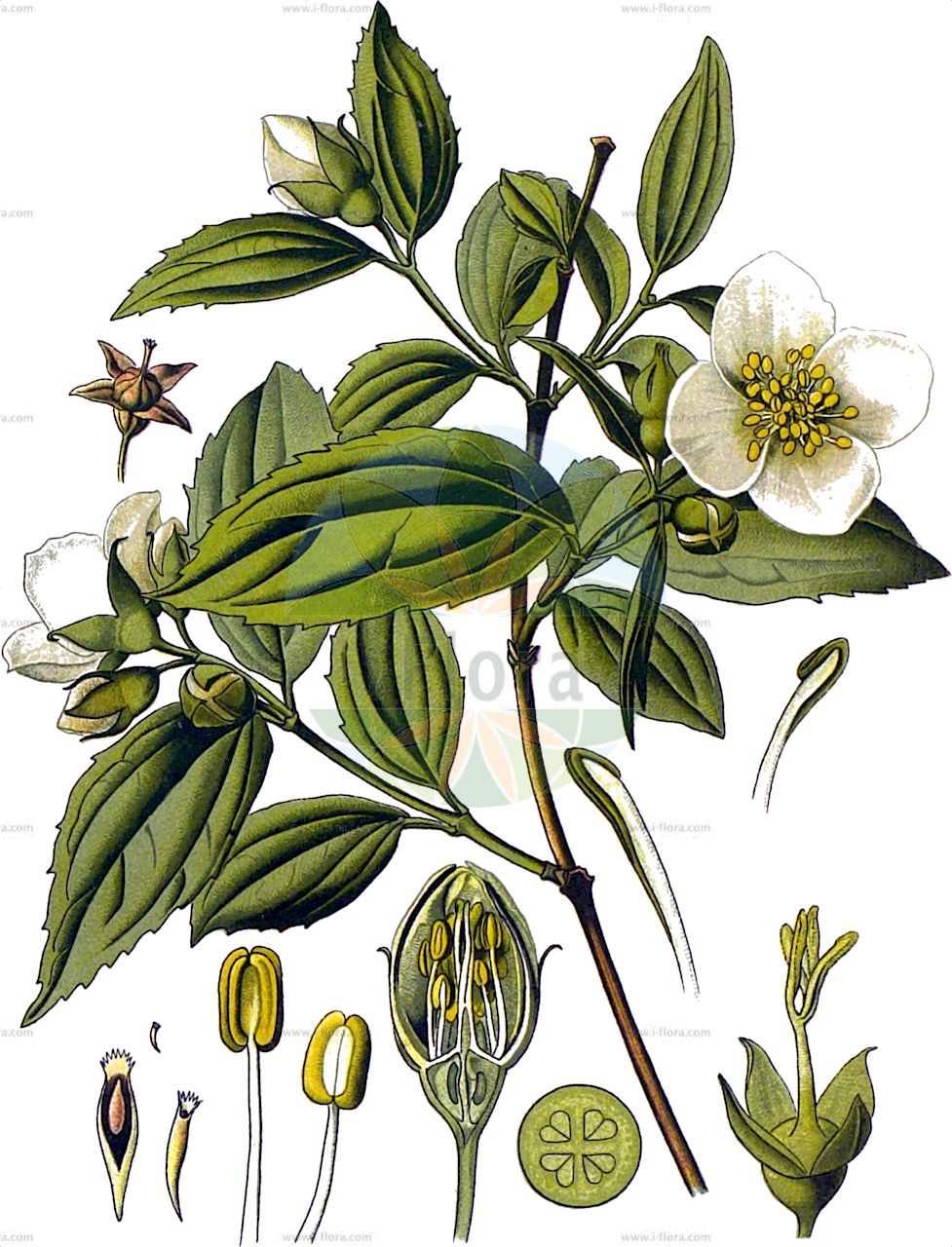 Philadelphus coronarius - Hydrangeaceae,Plantae,Pteridobiotina,Angiosperms,Cornales,Hydrangeaceae,Philadelphus,Philadelphus coronarius,Philadelphus aromaticus, Philadelphus caucasicus, Philadelphus caucasicus var. glabratus, Philadelphus coronarius f. aureus, Philadelphus coronarius f. deutziiflorus, Philadelphus coronarius f. duplex, Philadelphus coronarius f. primuliflorus, Philadelphus coronarius f. pumilus, Philadelphus coronarius f. salicifolius, Philadelphus coronarius f. variegatus, Philadelphus coronarius var. aureus, Philadelphus coronarius var. deutziiflorus-plenus, Philadelphus coronarius var. duplex, Philadelphus coronarius var. glabratus, Philadelphus coronarius var. grandiflorus, Philadelphus coronarius var. primuliflorus-plenus, Philadelphus coronarius var. pumilus, Philadelphus coronarius var. rosiflorus-plenus, Philadelphus coronarius var. variegatus, Philadelphus deyrolleanus, Philadelphus grandiflorus, Philadelphus keteleeri, Philadelphus kochianus, Philadelphus nanus, Philadelphus pallidus, Philadelphus primuliflorus, Philadelphus salicifolius, Philadelphus salzmannii, Philadelphus speciosus, Philadelphus umbellatus, Philadelphus uniflorus, Philadelphus zeyheri, Philadelphus zeyheri var. kochianus, Philadelphus zeyheri var. umbellatus, Syringa alba, Syringa suaveolens,Großer Pfeifenstrauch;Falscher Jasmin;Pfeifenstrauch;mock-orange;sweet mock orange;seringa commun;Seringa en couronne;seringat des jardins;philadelphe en couronne;jasmin des poêtes;seringat commun;jeringuilla;celinda de olor;celindo;chiringa;cinamomo;filadelfo;seringa;siringa;Fior d'angelo;Gelsomino dei frati;filadelfia;gelsomino bianco;boeren-jasmijn;sílindra;чубушник венечный;чубушник обыкновенный;filbahri;filadelf;xeringuilla;nepravi jasmin;schersmin;vellugtende pibeved;jaśminowiec wonny;navadni skobotovec;közönséges jezsámen;pustoryl věncový;pajazmín vencový;садовий жасмин звичайний