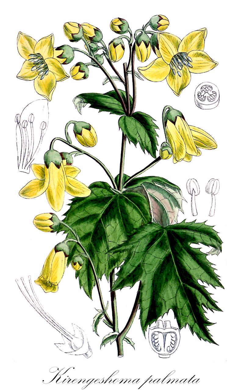 Kirengeshoma palmata - Hydrangeaceae,Plantae,Pteridobiotina,Angiosperms,Cornales,Hydrangeaceae,Kirengeshoma,Kirengeshoma palmata,Kirengeshoma koreana, Kirengeshoma palmata var. koreana, Kirengeshoma suffruticosa,Wachsglocke