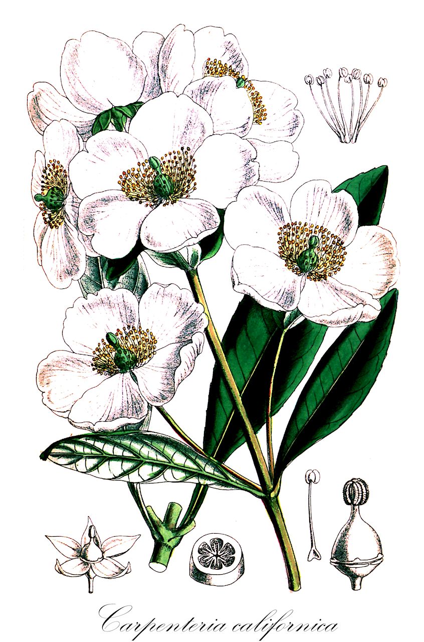 Carpenteria californica - Hydrangeaceae,Plantae,Pteridobiotina,Angiosperms,Cornales,Hydrangeaceae,Carpenteria,Carpenteria californica