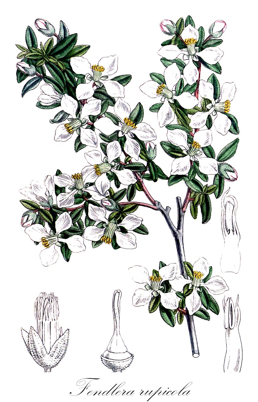 Fendlera rupicola - Hydrangeaceae,Plantae,Pteridobiotina,Angiosperms,Cornales,Hydrangeaceae,Fendlera,Fendlera rupicola,Edwinia wrightii, Fendlera falcata, Fendlera rupicola var. falcata, Fendlera rupicola var. lindheimeri, Fendlera rupicola var. tomentella, Fendlera rupicola var. wrightii, Fendlera tomentella, Fendlera wrightii,cliff fendler-bush