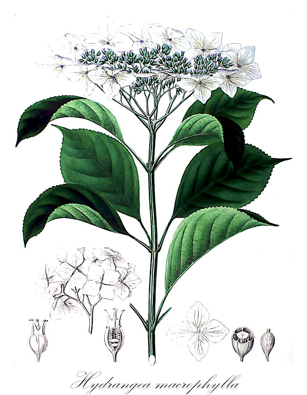 Hydrangea macrophylla - Hydrangeaceae,Plantae,Pteridobiotina,Angiosperms,Cornales,Hydrangeaceae,Hydrangea,Hydrangea macrophylla,Hortensia japonica, Hortensia macrophylla, Hortensia macrophylla f. isobue, Hortensia macrophylla f. isonotaki, Hortensia macrophylla f. normalis, Hortensia mutabilis, Hortensia nigra, Hortensia opuloides, Hortensia rosea, Hortensia speciosa, Hydrangea azisai, Hydrangea azisai var. foliis-aureovariegatis, Hydrangea cyanoclada, Hydrangea florida, Hydrangea hortensia, Hydrangea hortensia f. otaksa, Hydrangea hortensia f. rosea, Hydrangea hortensia f. variegata, Hydrangea hortensia var. azisai, Hydrangea hortensia var. macrosepala, Hydrangea hortensia var. maculata, Hydrangea hortensia var. mariesii, Hydrangea hortensia var. otaksa, Hydrangea hortensia var. rosea, Hydrangea hortensis, Hydrangea hortensis var. alba, Hydrangea hortensis var. maculata, Hydrangea hortensis var. mariesii, Hydrangea japonica f. hortensia, Hydrangea japonica unr. fimbriata-macrophylla, Hydrangea japonica unr. speciosa, Hydrangea japonica unr. variegata, Hydrangea japonica var. albovariegatis, Hydrangea japonica var. coerulescens, Hydrangea japonica var. foliis-variegatis, Hydrangea japonica var. macrosepala, Hydrangea japonica var. otaksa, Hydrangea japonica var. plena, Hydrangea japonica var. variegata, Hydrangea macrocephala, Hydrangea macrophylla f. azisai, Hydrangea macrophylla f. caesia, Hydrangea macrophylla f. hortensia, Hydrangea macrophylla f. isobue, Hydrangea macrophylla f. isonotaki, Hydrangea macrophylla f. leucantha, Hydrangea macrophylla f. macrosepala, Hydrangea macrophylla f. maculata, Hydrangea macrophylla f. mandschurica, Hydrangea macrophylla f. mariesii, Hydrangea macrophylla f. normalis, Hydrangea macrophylla f. nuda, Hydrangea macrophylla f. otaksa, Hydrangea macrophylla f. veitchii, Hydrangea macrophylla var. hattoriana, Hydrangea macrophylla var. hortensis, Hydrangea macrophylla var. macrophylla, Hydrangea macrophylla var. normalis, Hydrangea macrophylla var. otaksa, Hydrangea mandshurica, Hydrangea maritima, Hydrangea mutabilis, Hydrangea nigra, Hydrangea opuloides, Hydrangea opuloides f. macrosepala, Hydrangea opuloides var. azisai, Hydrangea opuloides var. hortensia, Hydrangea opuloides var. japonica, Hydrangea opuloides var. mandschurica, Hydrangea opuloides var. mariesii, Hydrangea opuloides var. otaksa, Hydrangea opuloides var. plena, Hydrangea opuloides var. variegata, Hydrangea otaksa, Hydrangea sieboldii, Hydrangea sinensis, Macnemaraea opulina, Primula mutabilis, Viburnum macrophyllum,Garten-Hortensie;hydrangea;hortensia;hidrangea;hortensia;gewone hortensia;granja;hidrângea;hidranja;hortênsia;novelão;гидрангия крупнолистная;гортензия крупнолистная;ortanca;lule-borë;hortenzija;hortensia;hortensia;hortensja ogrodowa;ajisai;fuiri-gaku;gaku-jisai;haidoranjia;shichihenge;yama-ajisai;アジサイ;ガクアジサイ;シチヘンゲ;ハイドランジア;フイリガク;ヤマアジサイ;kerti hortenzia;hortenzie velkolistá;hortenzia kalinolistá;гортензія великолиста