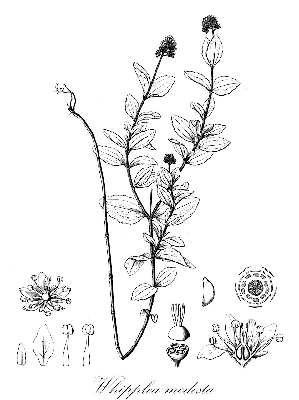 Whipplea modesta - Hydrangeaceae,Plantae,Pteridobiotina,Angiosperms,Cornales,Hydrangeaceae,Whipplea,Whipplea modesta
