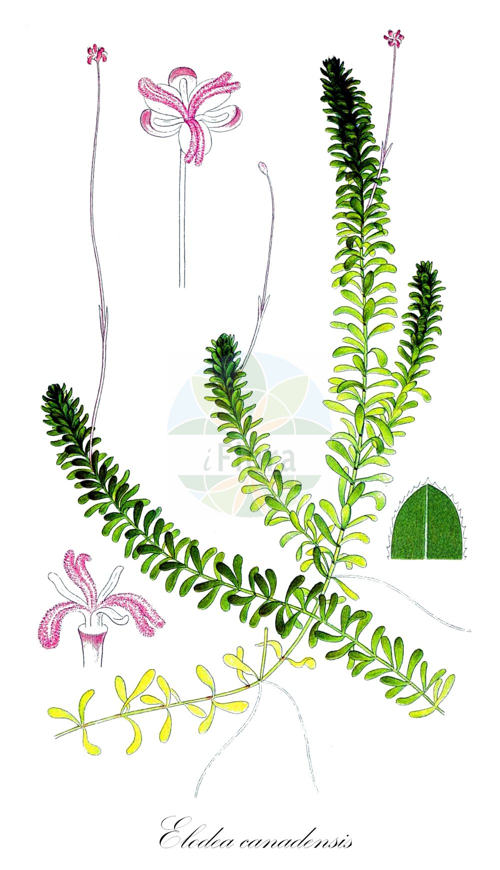 Elodea canadensis - Hydrocharitaceae,Plantae,Pteridobiotina,Angiosperms,Alismatales,Hydrocharitaceae,Elodea,Elodea canadensis,Kanadische Wasserpest;canadian waterweed;american waterweed;canadian pondweed;common elodea;oxygen weed;water thyme;yankee weed;Elodée du Canada;Peste d'eau;elodée d'Amérique;élodée d'Amérique;élodée du Canada;broza del Canada;broza del Canadá;elodea;peste de las aguas;Peste d'acqua comune;peste d'acqua;elodea;brede waterpest;estrume-novo;elódea;espiga-de-água;элодея канадская;водяная зараза;чума водяная канадская;elodea;elode;brossa d'aigua;elodea;kanadska vodena kuga;vattenpest;almindelig vandpest;moczarka kanadyjska;kanadamo;カナダモ;vodna kuga;átokhínár;vodní mor kanadský;ciuma apei;ciuma apelor;lipitoare;vodomor kanadský;елодея канадська;Канадска водна чума;Kanada vesikakt;Kanādas elodeja;vasspest;kanadanvesirutto;kanadska vodena kuga;kanadinė elodėja