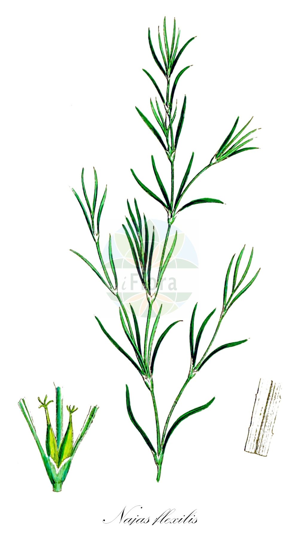Najas flexilis - Hydrocharitaceae,Plantae,Pteridobiotina,Angiosperms,Alismatales,Hydrocharitaceae,Najas,Najas flexilis,Caulinia flexilis, Fluvialis flexilis, Najas caespitosa, Najas caespitosus, Najas flexilis f. microcarpa, Najas flexilis subsp. caespitosa, Najas flexilis var. congesta, Najas flexilis var. microcarpa, Najas flexilis var. robusta,Biegsames Nixkraut;Biegsames Nixenkraut;slender naiad;nodding waternymph;Naïade flexible;наяда гибкая;sjönajas;liden najade;jezierza giętka;nõtke näkirohi;lokanā najāda;mjukt havfrugras;notkeanäkinruoho;lankstusis plukenis