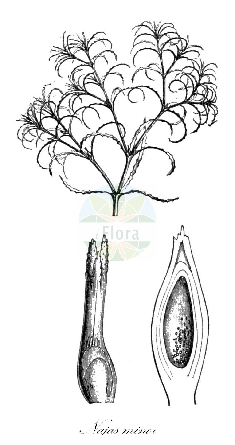 Najas minor - Hydrocharitaceae,Plantae,Pteridobiotina,Angiosperms,Alismatales,Hydrocharitaceae,Najas,Najas minor,Caulinia fragilis, Caulinia minor, Fluvialis minor, Ittnera minor, Najas dichotoma, Najas fragilis, Najas minor f. intermedia, Najas minor var. intermedia, Najas minor var. longifolia, Najas minor var. spinosa, Najas moshanensis, Najas subulata, Najas ternata,Kleines Nixkraut;Kleines Nixenkraut;brittle-leaf naiad;lesser naiad;slender naiad;small naiad;brittle waternymph;Petite naïade;najas mineur;naïas mineur;naïade mineure;caulinie mineure;náyade menor;náyade;Ranocchina minore;traliccio d'acqua;klein nimfkruid;carrapêto;наяда малая;küçük superisi;lapagreth;lapagrethi më i vogël;mala podvodnica;jezierza mniejsza;to-rige-mo;トリゲモ;mala podvodnica;kis tüskéshínár;řečanka menší;inariță mare;riečňanka menšia;каулінія мала;малка русалка;mazā najāda;мала подвоница;ситна подводница;nayadah ketannah;נַיָּדָה קְטַנָּה;mažasis plukenis;μικρή ναϊδα;xiǎo cí zǎo;小茨藻