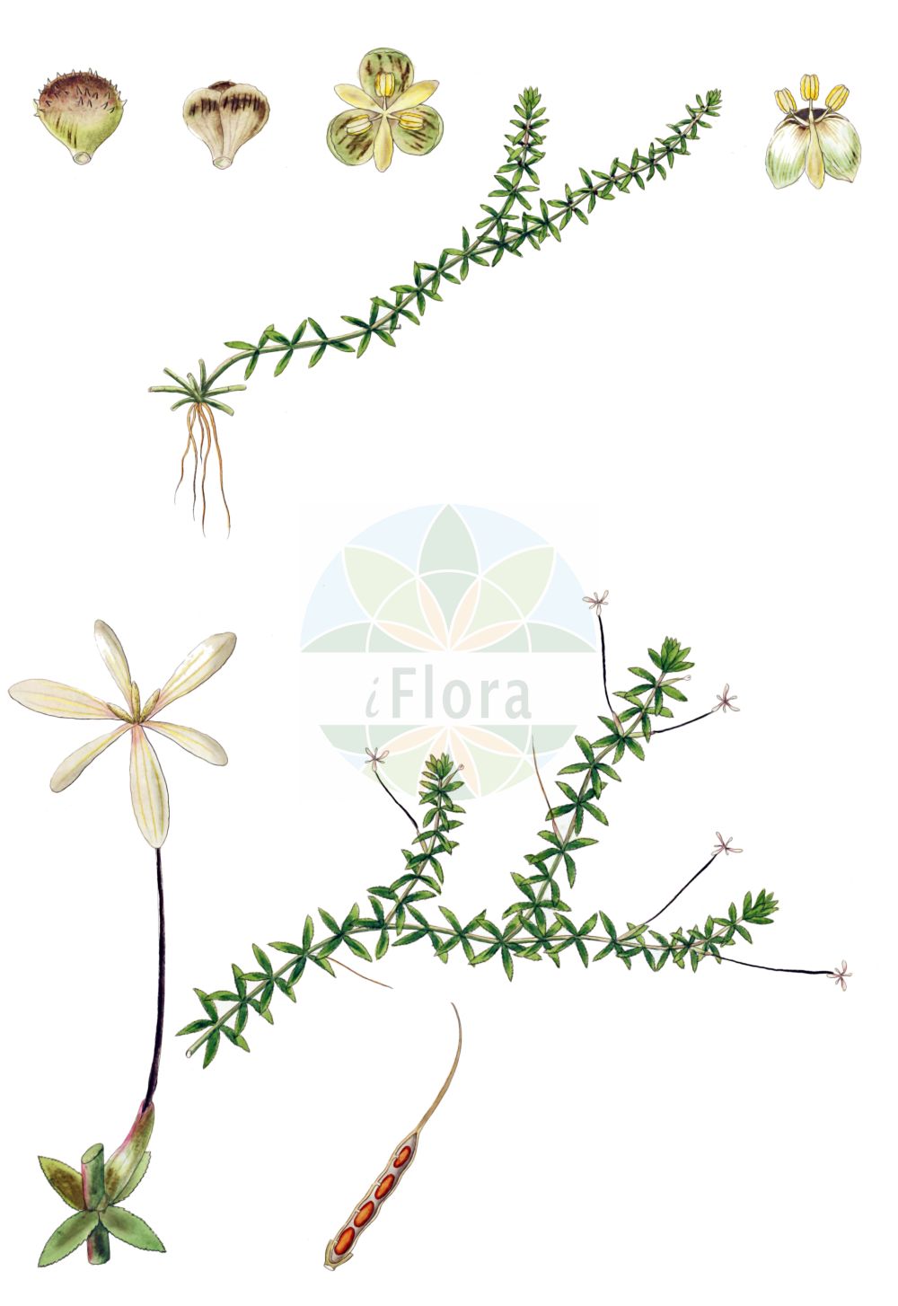 Hydrilla verticillata - Hydrocharitaceae,Plantae,Pteridobiotina,Angiosperms,Alismatales,Hydrocharitaceae,Hydrilla,Hydrilla verticillata,Elodea verticillata, Epigynanthus blumei, Hydora lithuanica, Hydrilla angustifolia, Hydrilla dentata, Hydrilla dentata var. pomeranica, Hydrilla lithuanica, Hydrilla najadifolia, Hydrilla ovalifolia, Hydrilla polysperma, Hydrilla roxburghii, Hydrilla subulata, Hydrilla verticillata var. brevifolia, Hydrilla verticillata var. crispa, Hydrilla verticillata var. roxburghii, Hydrilla verticillata var. tenuis, Hydrilla verticillata var. verticillata, Hydrilla wightii, Hydrospondylus submersus, Ixia aquatica, Serpicula verticillata, Udora lithuanica, Udora lithuanica, Udora occidentalis, Udora pomeranica, Udora verticillata, Vallisneria verticillata,Grundnessel;esthwaite waterweed;hydrilla;florida elodea;water-thyme;hydrille de Lithuanie;elodea de Florida;hydrilla;peste d'acqua;hydrilla;гидрилла мутовчатая;kuromo;クルモ;mieturu hidrilla;menturlapė ežerutė;hei zao;黑藻