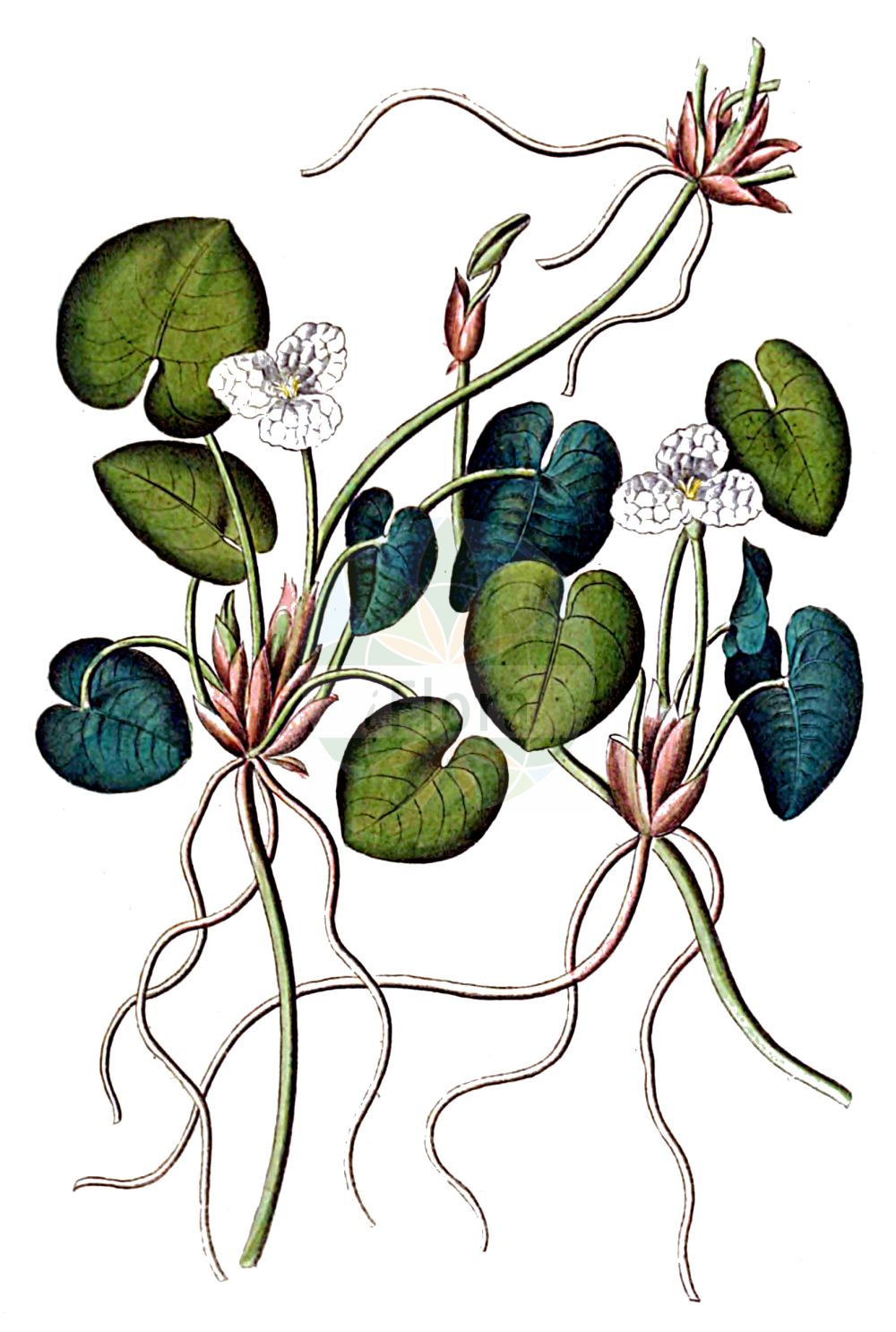 Hydrocharis morsus-ranae - Hydrocharitaceae,Plantae,Pteridobiotina,Angiosperms,Alismatales,Hydrocharitaceae,Hydrocharis,Hydrocharis morsus-ranae,Hydrocharis asarifolia, Hydrocharis asarifolia var. odoratissima, Hydrocharis batrachyodegma, Hydrocharis cordifolia, Hydrocharis morsus-ranae f. terrestris, Hydrocharis morsus-ranae subsp. vivipara, Hydrocharis morsus-ranae var. vivipara, Hydrocharis rotundifolia, Sagittaria triflora,Europäischer Froschbiss;Froschbiss;frogbit;european frog-bit;european frogbit;common frogbit;Hydrocharis des grenouilles;Morène;petit nénuphar;hydrocharis mors-de-grenouille;bocado de rana;corazones de agua;Morso di Rana;favagello di chiana;kikkerbeet;водокрас обыкновенный;kurbağazehiri;hidrosharë;lapagrethi;mos de granota;xavos;žabogriz;dyblad;frøbid;zabiściek pływający;žabji šejek;békatutaj;részegkorpafű;voďanka žabí;iarba broaștelor;vodnianka žabia;жабурник звичайний;водянка;жабешка водянка;konnakilbukas;parastā mazlēpe;froskebit;kilpukka;бели водени буберак;бели жабогриз;жабогриз;meimon hatzefarde'im;מֵימוֹן הַצְּפַרְדֵּעִים;plūduriuojantysis vandenplūkis