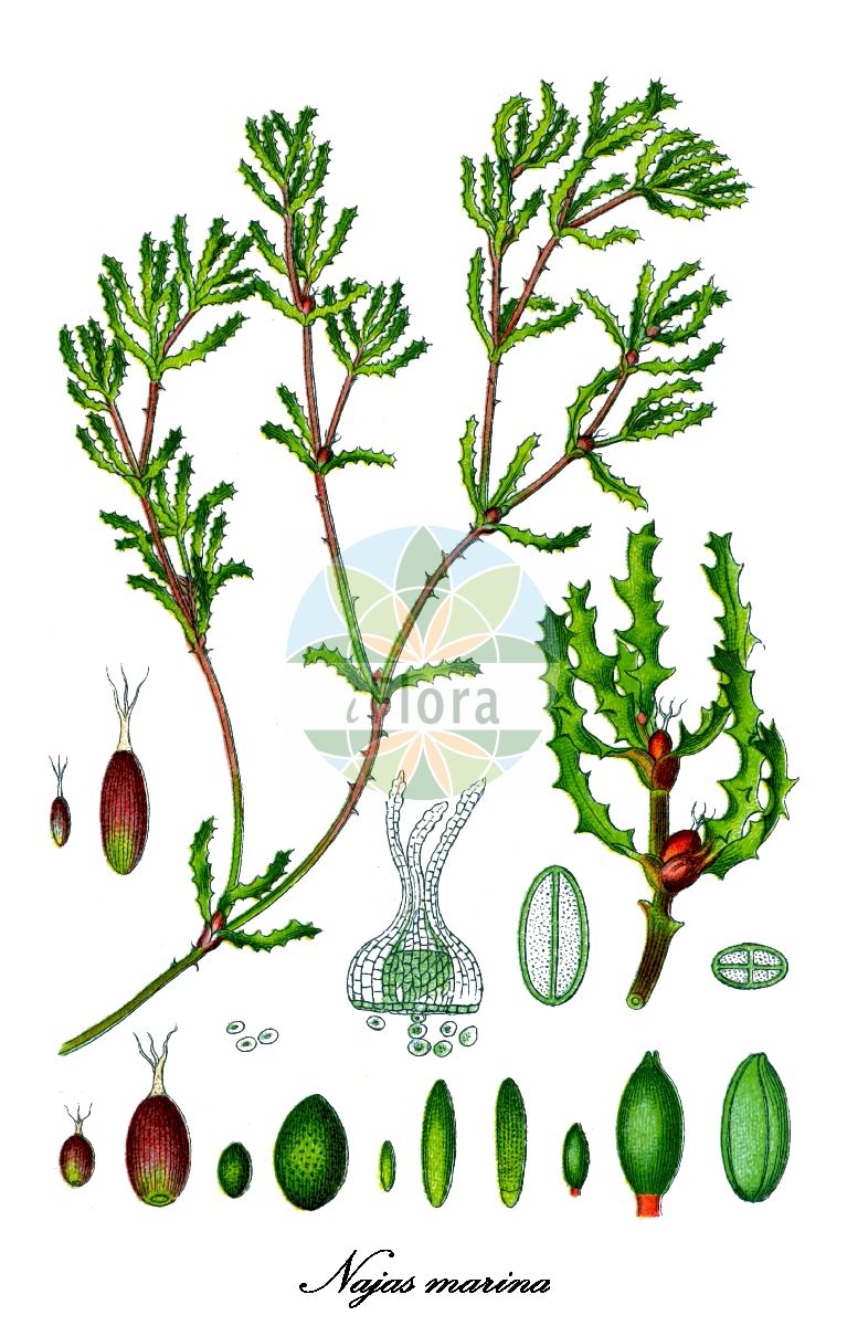 Najas marina - Hydrocharitaceae,Plantae,Pteridobiotina,Angiosperms,Alismatales,Hydrocharitaceae,Najas,Najas marina,Najas gracilis, Najas marina var. angustifolia, Najas marina var. genuina, Najas marina var. latifolia, Najas marina var. marina,Großes Nixkraut;Meer-Nixenkraut;Großes Nixenkraut;Mittleres Nixkraut;holly-leaved naiad;spiny naiad;holly-leaf naiad;naiad;Naïade marine;naïade majeure;náyade;Ranocchina maggiore;spini da ranocchi;groot nimfkruid;galirão;carrapêto-da-lagoa;galirão-menor;наяда морская;dikenli superisi;lapagreth;lapagrethi bregdetar;náyade;morska podvodnica;natesärv;havsnajas;stor najade;jezierza morska;ibara-mo;イバラモ;velika podvodnica;nagy tüskéshínár;řečanka mořská;řečanka přímořská;inariță;riečňanka prímorská;різуха велика;різуха морська;морска русалка;meri-näkirohi;jūras najāda;stivt havfrugras;merinäkinruoho;морска подвоница;подводница;nayadat hachof;נַיָּדַת הַחוֹף;didysis plukensis;μεγάλη ναϊδα;dà cí zǎo;大茨藻