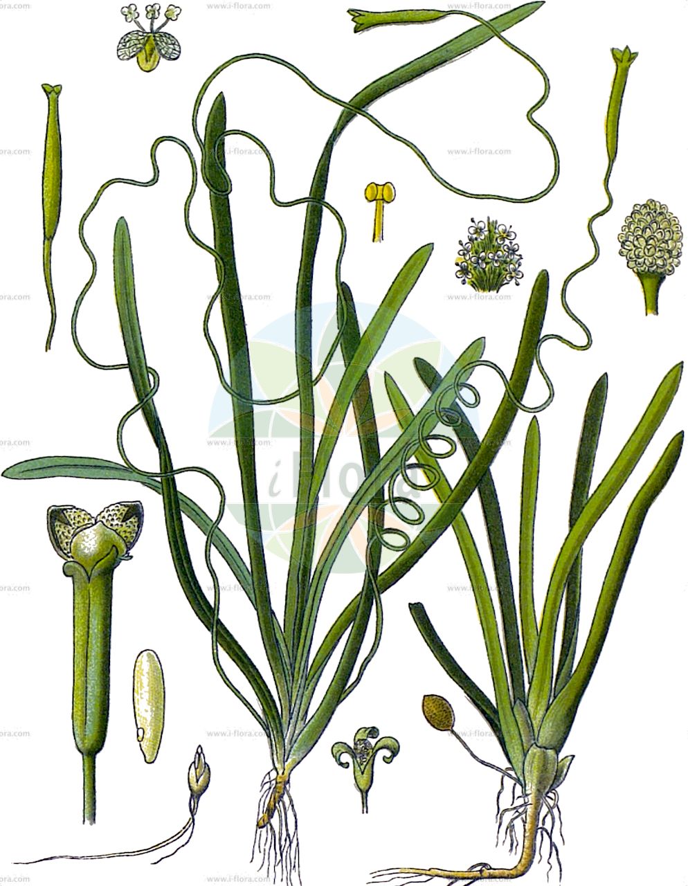 Vallisneria spiralis - Hydrocharitaceae,Plantae,Pteridobiotina,Angiosperms,Alismatales,Hydrocharitaceae,Vallisneria,Vallisneria spiralis,Vallisneria aethiopica, Vallisneria jacquiniana, Vallisneria jacquinii, Vallisneria linnet, Vallisneria micheliana, Vallisneria michelii, Vallisneria numidica, Vallisneria pusilla, Vallisneria spiralis f. aethiopica, Vallisneria spiralis subvar. jacquinii, Vallisneria spiralis subvar. michelii, Vallisneria spiralis var. numidica, Vallisneria spiralis var. pusilla,Gewöhnliche Wasserschraube;Wasserschraube;tapegrass;eelweed;tapeweed;Vallisnérie en spirale;Vallisneria;alga di chiana;wierblad;vallisneria;saca-rolhas;валлиснерия спиральная;kordelaotu;valisnere;valisneria spirale;val·lisnèria;uvijuša;nurzaniec śrubowy;walisneria śrubowata;janto-varisuneria;ôsekishômo;オオセキショウモ;ジャイアント・ヴァリスネリァ;vallisznéria;zákruticha šroubovitá;sîrmuliță;валіснерія спіральна;спирална валиснерия;valiseneryah selulah;וָלִיסְנֶרְיָה סְלוּלָה