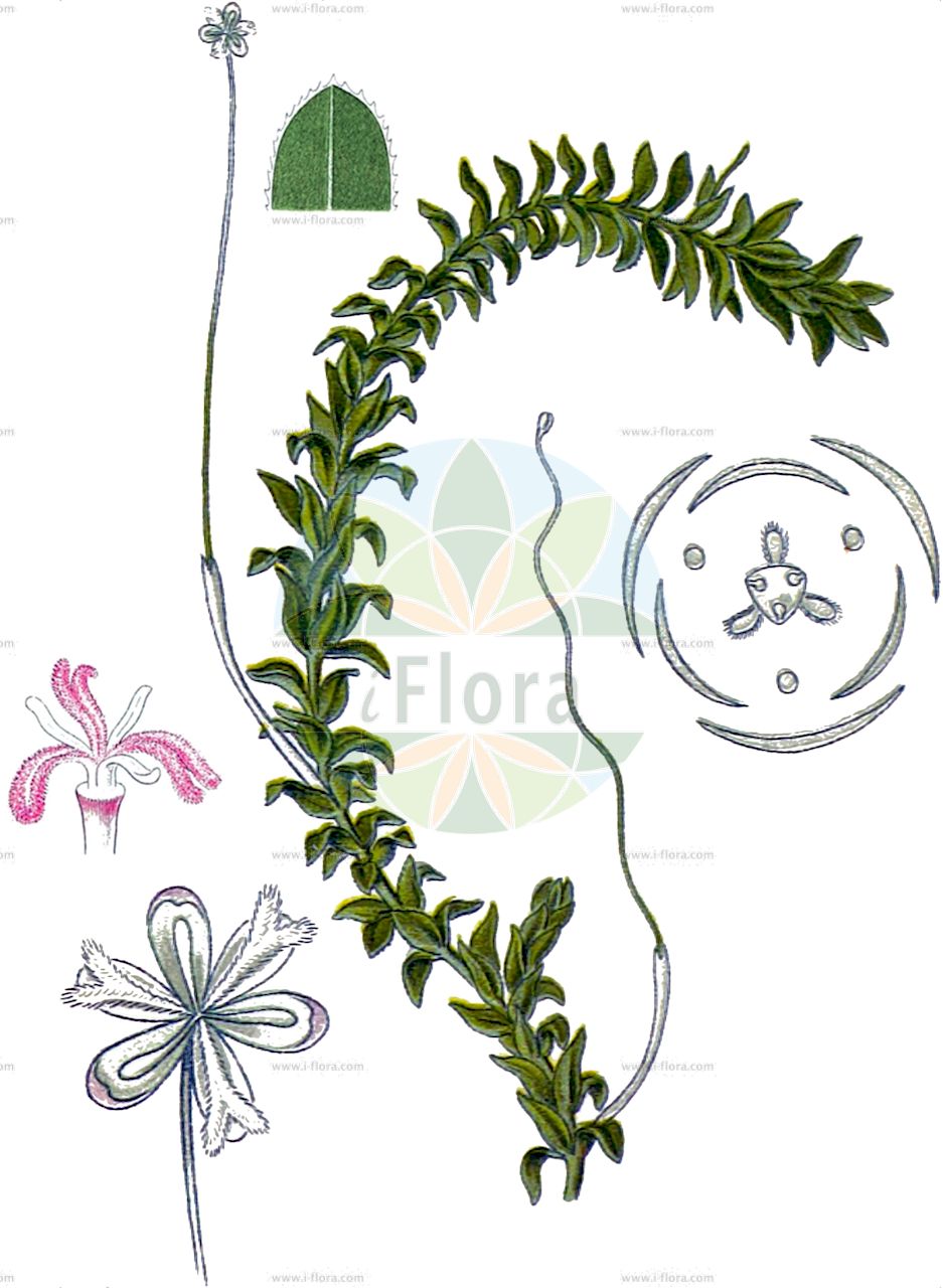 Elodea canadensis - Hydrocharitaceae,Plantae,Pteridobiotina,Angiosperms,Alismatales,Hydrocharitaceae,Elodea,Elodea canadensis,Kanadische Wasserpest;canadian waterweed;american waterweed;canadian pondweed;common elodea;oxygen weed;water thyme;yankee weed;Elodée du Canada;Peste d'eau;elodée d'Amérique;élodée d'Amérique;élodée du Canada;broza del Canada;broza del Canadá;elodea;peste de las aguas;Peste d'acqua comune;peste d'acqua;elodea;brede waterpest;estrume-novo;elódea;espiga-de-água;элодея канадская;водяная зараза;чума водяная канадская;elodea;elode;brossa d'aigua;elodea;kanadska vodena kuga;vattenpest;almindelig vandpest;moczarka kanadyjska;kanadamo;カナダモ;vodna kuga;átokhínár;vodní mor kanadský;ciuma apei;ciuma apelor;lipitoare;vodomor kanadský;елодея канадська;Канадска водна чума;Kanada vesikakt;Kanādas elodeja;vasspest;kanadanvesirutto;kanadska vodena kuga;kanadinė elodėja