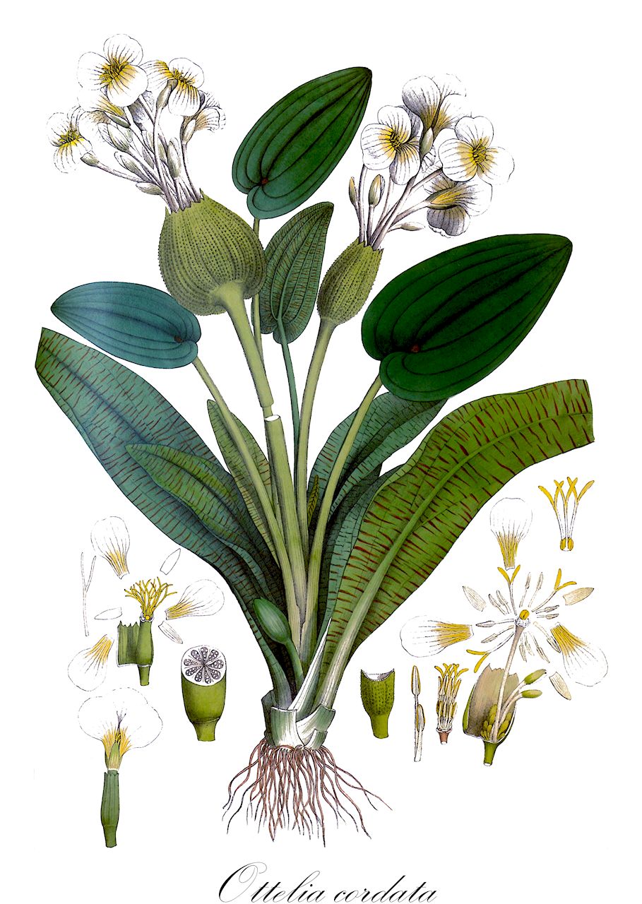 Ottelia cordata - Hydrocharitaceae,Plantae,Pteridobiotina,Angiosperms,Alismatales,Hydrocharitaceae,Ottelia,Ottelia cordata,Boottia cordata, Boottia heterophylla, Ottelia heterophylla