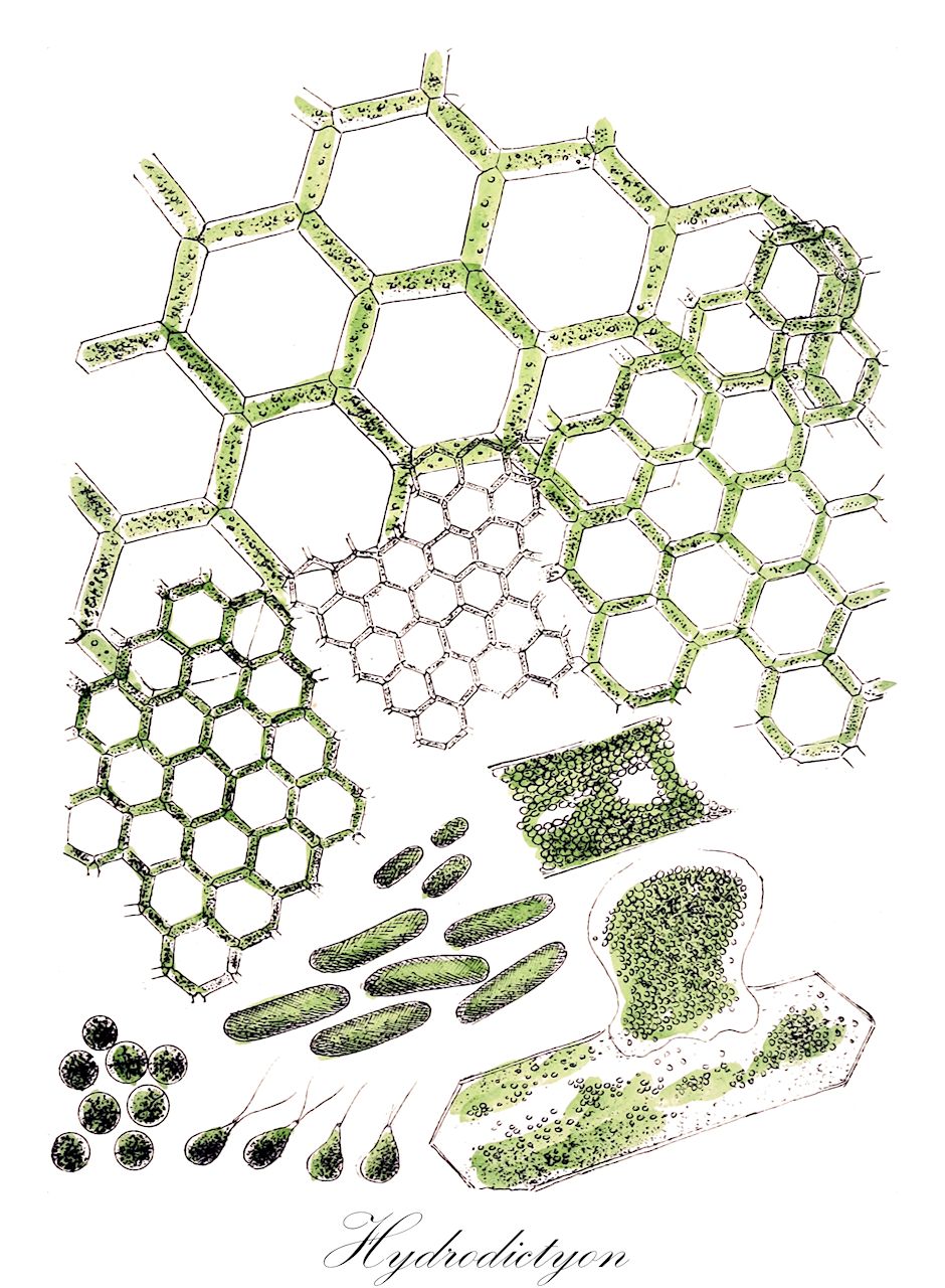 Hydrodictyon - Chlorophyta,Biota,Plantae,Chlorophyta,Chlorophytina,Chlorophyceae,Sphaeropleales,Hydrodictyaceae,Hydrodictyon