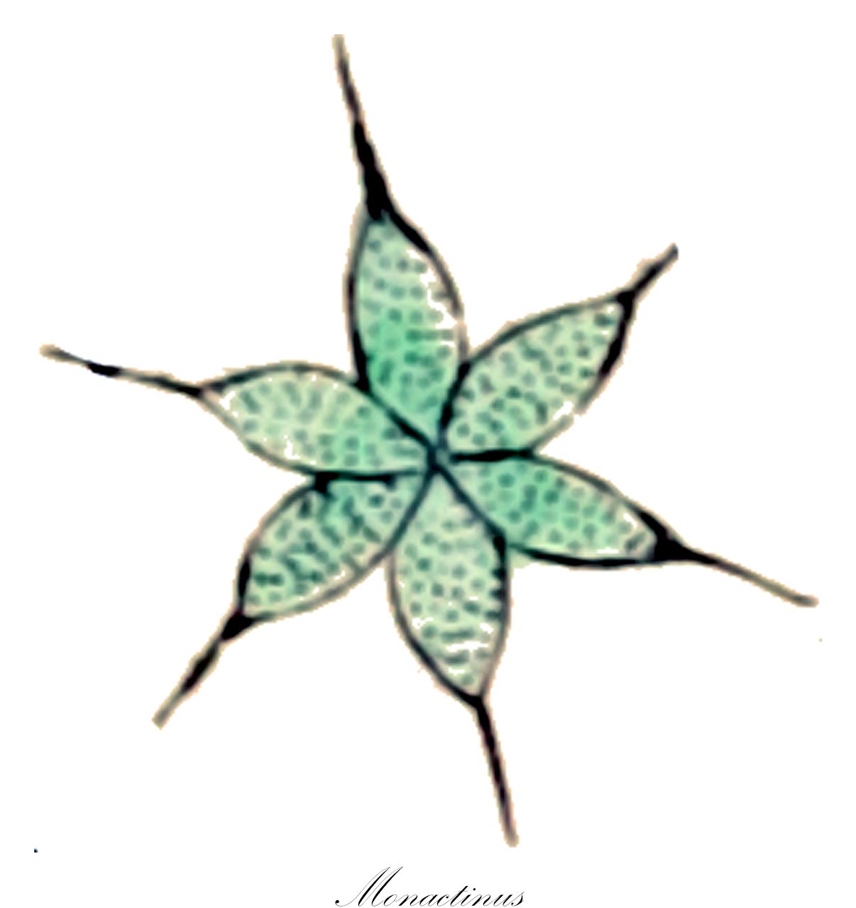 Monactinus - Chlorophyta,Biota,Plantae,Chlorophyta,Chlorophytina,Chlorophyceae,Sphaeropleales,Hydrodictyaceae,Monactinus
