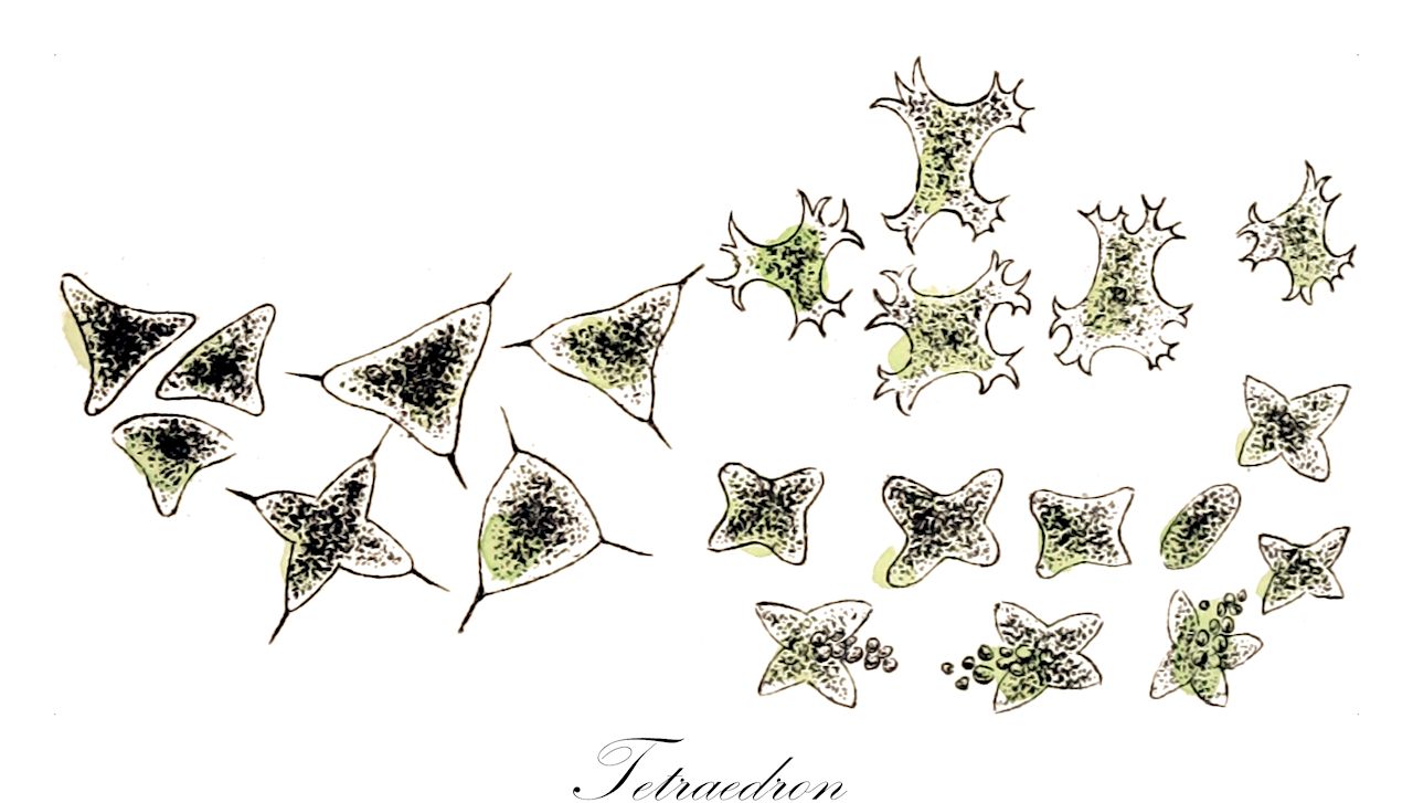 Tetraedron - Chlorophyta,Biota,Plantae,Chlorophyta,Chlorophytina,Chlorophyceae,Sphaeropleales,Hydrodictyaceae,Tetraedron,Astericium, Asteriscium, Tetraëdron