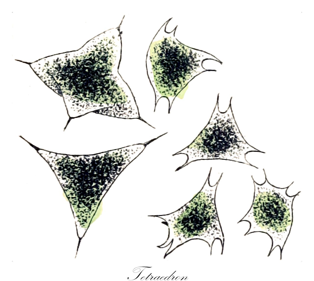Tetraedron - Chlorophyta,Biota,Plantae,Chlorophyta,Chlorophytina,Chlorophyceae,Sphaeropleales,Hydrodictyaceae,Tetraedron,Astericium, Asteriscium, Tetraëdron