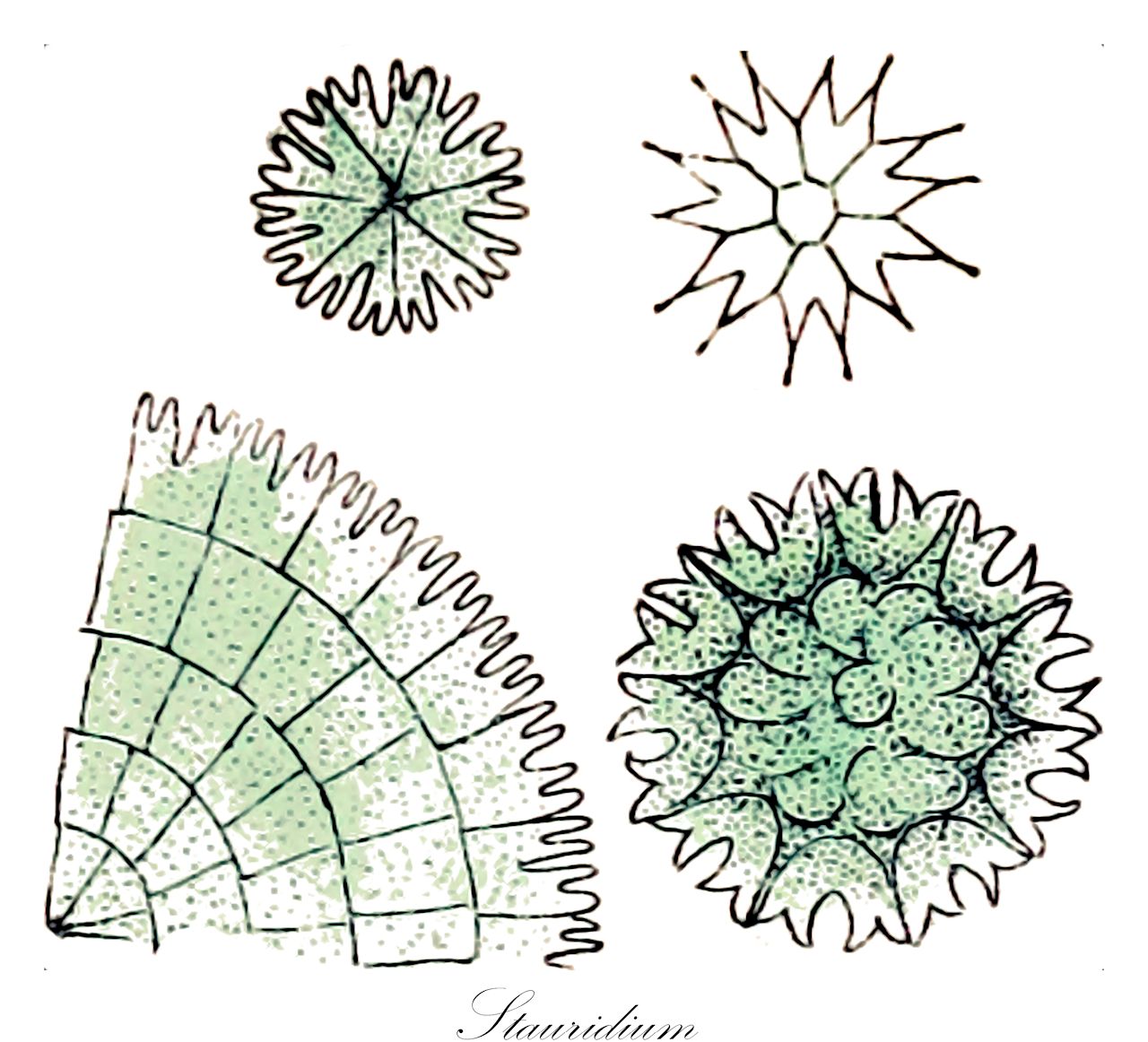 Stauridium - Desmidiaceae,Biota,Plantae,Chlorophyta,Chlorophytina,Chlorophyceae,Sphaeropleales,Hydrodictyaceae,Stauridium