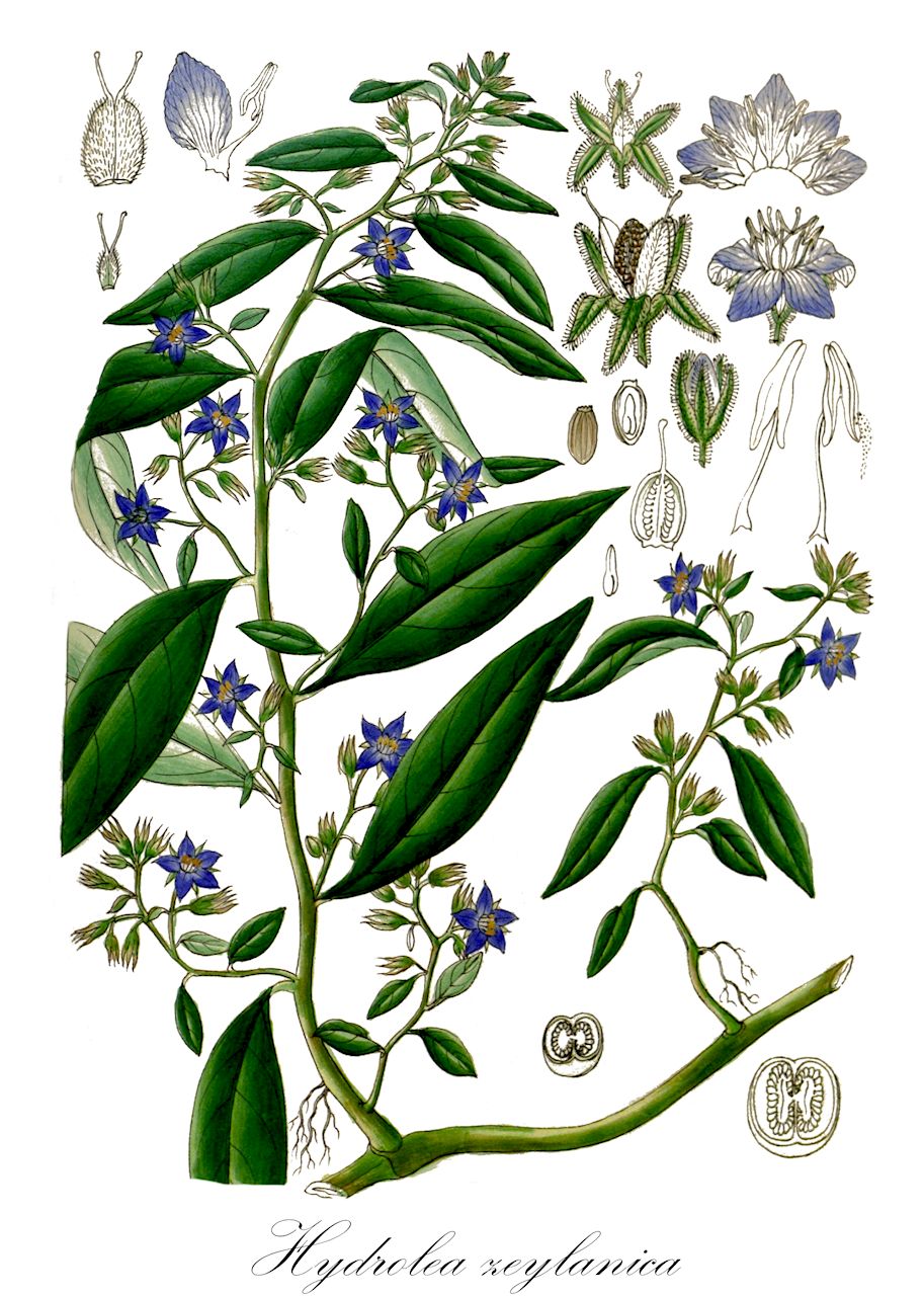 Hydrolea zeylanica - Hydroleaceae,Plantae,Pteridobiotina,Angiosperms,Solanales,Hydroleaceae,Hydrolea,Hydrolea zeylanica,Beloanthera oppositifolia, Hydrolea arayatensis, Hydrolea ceilonica, Hydrolea inermis, Hydrolea javanica, Hydrolea zeylanica var. ciliata, Hydrolea zeylanica var. glabra, Nama zeylanica, Steris aquatica, Steris javana, Steris javanica