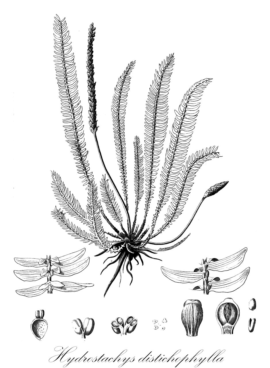 Hydrostachys distichophylla - Hydrostachyaceae,Plantae,Pteridobiotina,Angiosperms,Cornales,Hydrostachyaceae,Hydrostachys,Hydrostachys distichophylla