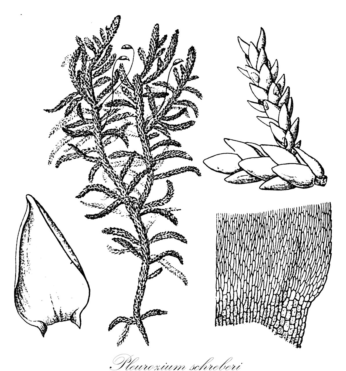 Pleurozium schreberi - Hylocomiaceae,Plantae,Bryobiotina,Bryophyta,Bryopsida,Bryidae,Hypnanae,Hypnales,Hylocomiaceae,Pleurozium,Pleurozium schreberi,Calliergon schreberi, Calliergonella schreberi, Calliergonella schreberi var. tananae, Cuspidaria schreberi, Entodon schensianus var. denticuspis, Entodon schreberi, Entodon schreberi f. alpinus, Entodon schreberi f. densum, Entodon schreberi f. secundus, Heterophyllium brevifolium, Hylocomium japonicum, Hylocomium laevigatum, Hylocomium laevigatum var. elongatum, Hylocomium parietinum, Hylocomium parietinum subsp. laevigatum, Hylocomium parietinum var. crassum, Hylocomium parietinum var. elongatum, Hylocomium parietinum var. laevigatum, Hylocomium parietinum var. secundum, Hylocomium schreberi, Hylocomium schreberi f. densum, Hylocomium schreberi f. splendens, Hylocomium schreberi subsp. laevigatum, Hylocomium schreberi var. densum, Hylocomium schreberi var. dentatum, Hylocomium schreberi var. elongatum, Hylocomium schreberi var. reptans, Hylocomium splendens var. elongatum, Hypnopsis schreberi, Hypnum compressum, Hypnum curlandicum, Hypnum macilentum, Hypnum muticum, Hypnum parietinum, Hypnum schreberi, Hypnum schreberi f. mucronatum, Hypnum schreberi f. pendulum, Hypnum schreberi var. crassa, Hypnum schreberi var. curlandicum, Hypnum schreberi var. dentatum, Hypnum schreberi var. elongatum, Hypnum schreberi var. gracile, Hypnum schreberi var. gracilescens, Hypnum schreberi var. laevigatum, Hypnum schreberi var. pungens, Hypnum schreberi var. secundum, Hypnum schreberi var. submersum, Hypnum sebillei, Hypnum tananae, Pleurozia schreberi, Pleurozium schreberi f. alpinum, Pleurozium schreberi f. crassum, Pleurozium schreberi f. densum, Pleurozium schreberi f. dentatum, Pleurozium schreberi f. elongatum, Pleurozium schreberi f. gracile, Pleurozium schreberi f. longirameum, Pleurozium schreberi f. mucronatum, Pleurozium schreberi f. pendulum, Pleurozium schreberi f. secundum, Pleurozium schreberi f. splendens, Pleurozium schreberi f. submersum, Pleurozium schreberi var. laevigatum, Pleurozium schreberi var. secundum, Pleurozium schreberi var. tananae, Stereodon schreberi