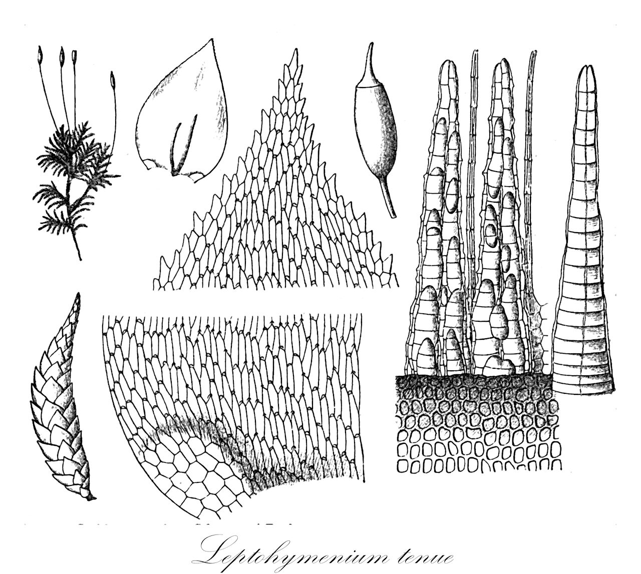 Leptohymenium tenue - Hylocomiaceae,Plantae,Bryobiotina,Bryophyta,Bryopsida,Bryidae,Hypnanae,Hypnales,Hylocomiaceae,Leptohymenium,Leptohymenium tenue,Bruchia tenue, Hylocomium ehrenbergianum, Hypnum ehrenbergianum, Hypnum tenue, Leptohymenium ehrenbergianum, Leptohymenium patulum, Neckera tenuis, Pleurozium ehrenbergianum, Pterigynandrum tenue, Pterogonium tenue, Stenothecium tenue, Stereodon tenuis