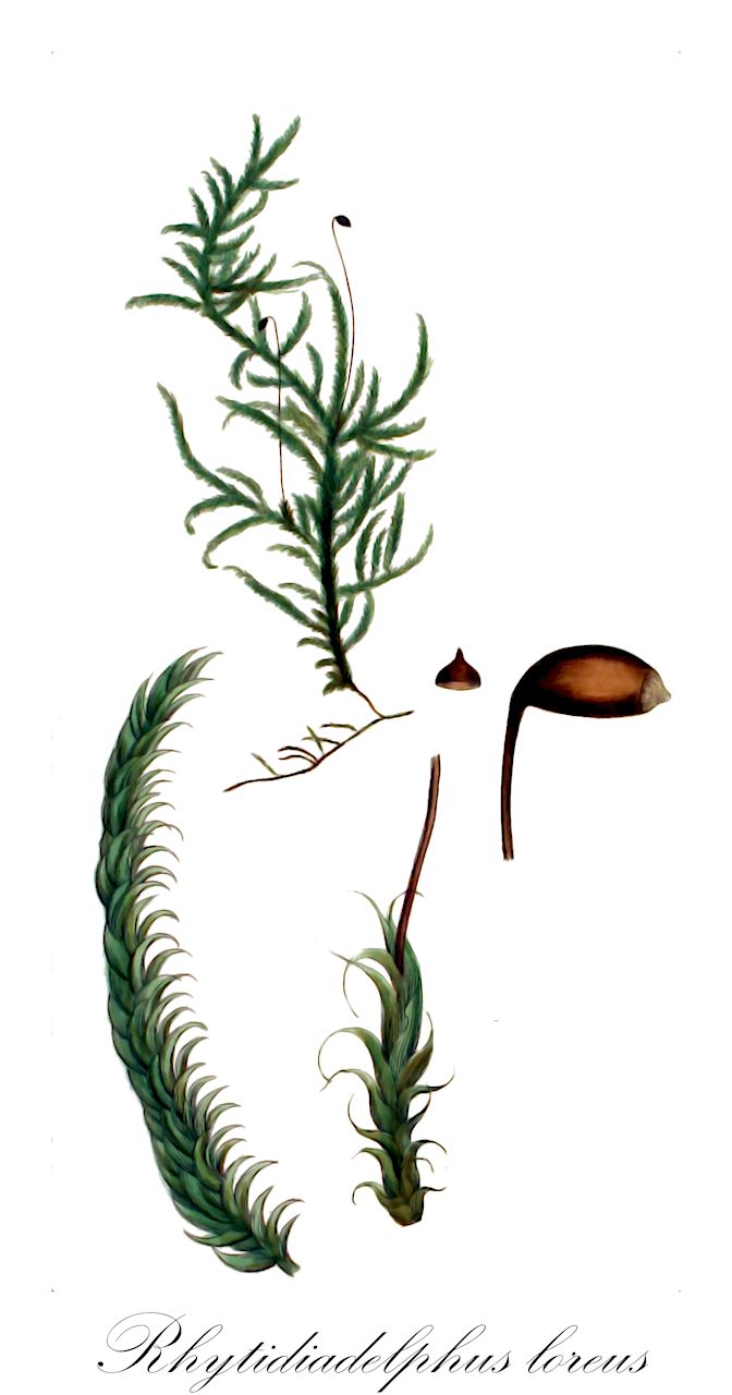 Rhytidiadelphus loreus - Hylocomiaceae,Plantae,Bryobiotina,Bryophyta,Bryopsida,Bryidae,Hypnanae,Hypnales,Hylocomiaceae,Rhytidiadelphus,Rhytidiadelphus loreus,Heterocladium loreum, Hylocomium loreum, Hylocomium loreum f. adpressum, Hylocomium loreum var. adpressum, Hypnum loreiforme, Hypnum loreum, Hypnum loreum var. heterophyllum, Rhytidiadelphus loreus f. adpressus, Rhytidiastrum loreum