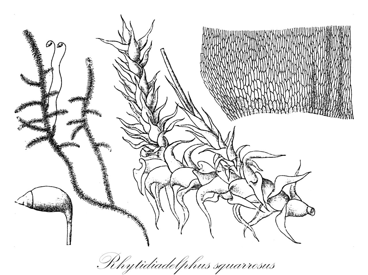 Rhytidiadelphus squarrosus - Hylocomiaceae,Plantae,Bryobiotina,Bryophyta,Bryopsida,Bryidae,Hypnanae,Hypnales,Hylocomiaceae,Rhytidiadelphus,Rhytidiadelphus squarrosus,Hylocomium squarrosum, Hylocomium squarrosum f. robustum, Hylocomium squarrosum var. bipinnatum, Hylocomium squarrosum var. fastigiatum, Hylocomium squarrosum var. minus, Hylocomium squarrosum var. subsimplex, Hypnum squarrosum, Hypnum squarrosum var. minus, Rhytidiadelphus squarrosus f. bipinnatus, Rhytidiadelphus squarrosus f. fastigiatus, Rhytidiadelphus squarrosus f. robustus, Rhytidiadelphus squarrosus f. subsimplex, Rhytidiadelphus squarrosus var. bipinnatus, Rhytidiadelphus squarrosus var. fastigiatus, Rhytidiadelphus squarrosus var. robustum, Rhytidiadelphus squarrosus var. subsimplex, Rhytidiastrum squarrosum