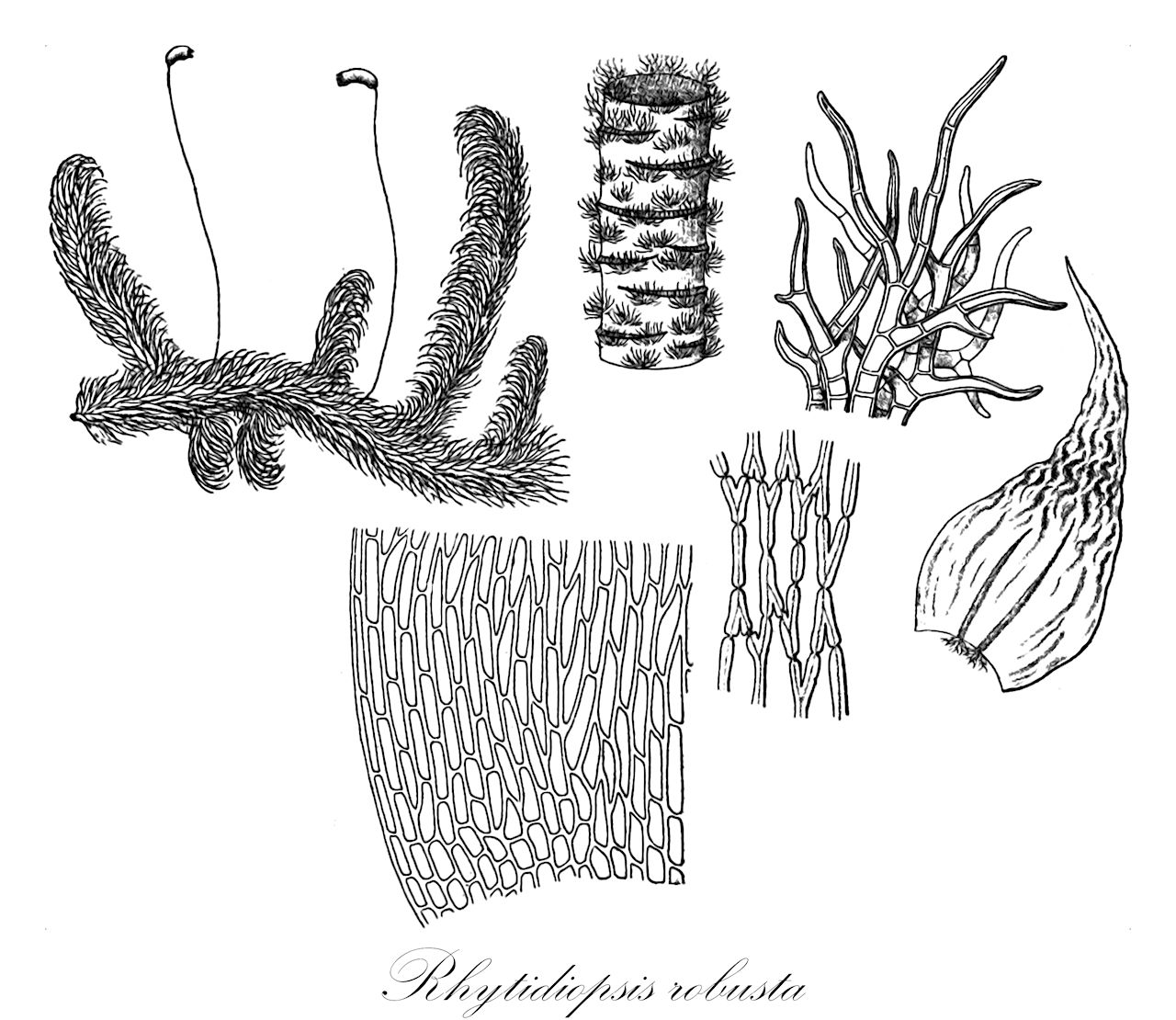 Rhytidiopsis robusta - Hylocomiaceae,Plantae,Bryobiotina,Bryophyta,Bryopsida,Bryidae,Hypnanae,Hypnales,Hylocomiaceae,Rhytidiopsis,Rhytidiopsis robusta,Hylocomium flemmingii, Hylocomium robustum, Hypnum flemmingii, Hypnum robustum, Plagiothecium robustum, Stereodon robustus