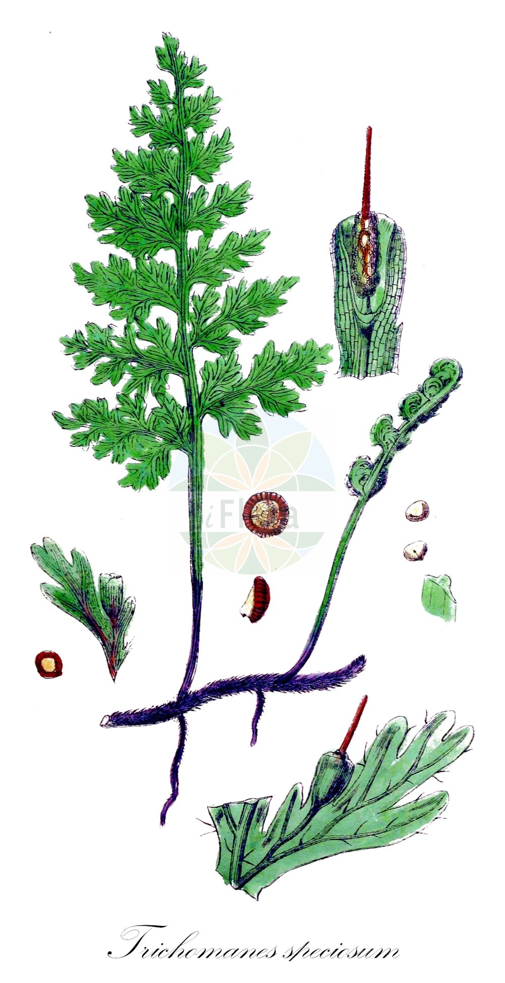 Trichomanes speciosum - Hymenophyllaceae,Plantae,Pteridobiotina,Polypodiophyta,Polypodiopsida,Polypodiidae,Hymenophyllales,Hymenophyllaceae,Trichomanoideae,Trichomanes,Trichomanes speciosum,Didymoglossum alatum, Trichomanes andrewsii, Trichomanes brevisetum, Trichomanes europaeum, Trichomanes hibernicum, Vandenboschia speciosa,Prächtiger Dünnfarn;Dünnfarn;Europäischer Dünnfarn;Ansehnlicher Hautfarn;killarney fern;bristle fern;trichomanès élégant;trichomanès radicant;helechilla;helecho alga;felcetta splendida;тонковласник красивый;трихоманес;włosocień delikatny;vláskatec tajemný