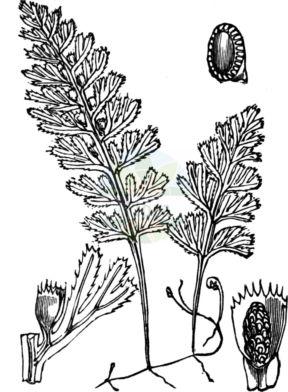 Hymenophyllum tunbrigense - Hymenophyllaceae,Plantae,Pteridobiotina,Polypodiophyta,Polypodiopsida,Polypodiidae,Hymenophyllales,Hymenophyllaceae,Hymenophylloideae,Hymenophyllum,Hymenophyllum tunbrigense,Hymenophyllum alatum, Hymenophyllum asperulum, Hymenophyllum dregeanum, Hymenophyllum fucoides var. frigidum, Hymenophyllum repens, Hymenophyllum thomassetii, Hymenophyllum tunbrigense var. asperulum, Hymenophyllum tunbrigense var. tunbrigense, Meringium tunbridgense, Trichomanes pulchellum, Trichomanes tunbrigense,Englischer Hautfarn;Hautfarn;tunbridge filmy-fern;tunbridge filmy fern;hyménophylle de Tunbridge;hyménophyllum de Tunbridge;felcetta apuana;vliesvaren;zareğrelti;blánatec kentský