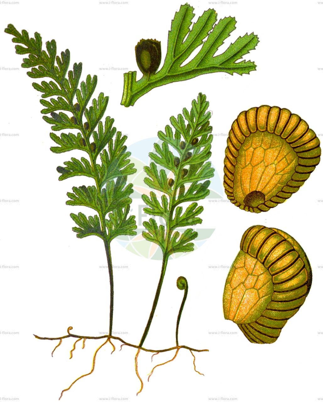 Hymenophyllum tunbrigense - Hymenophyllaceae,Plantae,Pteridobiotina,Polypodiophyta,Polypodiopsida,Polypodiidae,Hymenophyllales,Hymenophyllaceae,Hymenophylloideae,Hymenophyllum,Hymenophyllum tunbrigense,Hymenophyllum alatum, Hymenophyllum asperulum, Hymenophyllum dregeanum, Hymenophyllum fucoides var. frigidum, Hymenophyllum repens, Hymenophyllum thomassetii, Hymenophyllum tunbrigense var. asperulum, Hymenophyllum tunbrigense var. tunbrigense, Meringium tunbridgense, Trichomanes pulchellum, Trichomanes tunbrigense,Englischer Hautfarn;Hautfarn;tunbridge filmy-fern;tunbridge filmy fern;hyménophylle de Tunbridge;hyménophyllum de Tunbridge;felcetta apuana;vliesvaren;zareğrelti;blánatec kentský