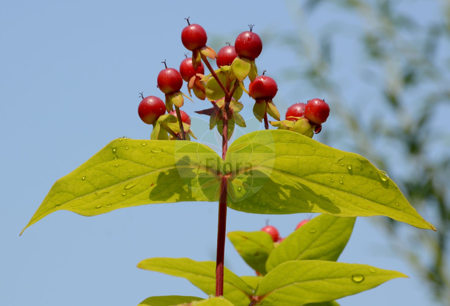 Foto von Hypericum androsaemum (Tutsan). Das Bild zeigt Blatt und Frucht. Das Foto wurde in Bonn, Nordrhein-Westfalen, Deutschland aufgenommen. ---- Photo of Hypericum androsaemum (Tutsan). The image is showing leaf and fruit. The picture was taken in Bonn, North Rhine-Westphalia, Germany.(Hypericum androsaemum,Tutsan,Androsaemum officinale,Hypericum androsaemum,Hypericum,Johanniskraut,St. John's Wort,Hypericaceae,Hartheugewächse,St. John's Wort family,Blatt,Frucht,leaf,fruit)