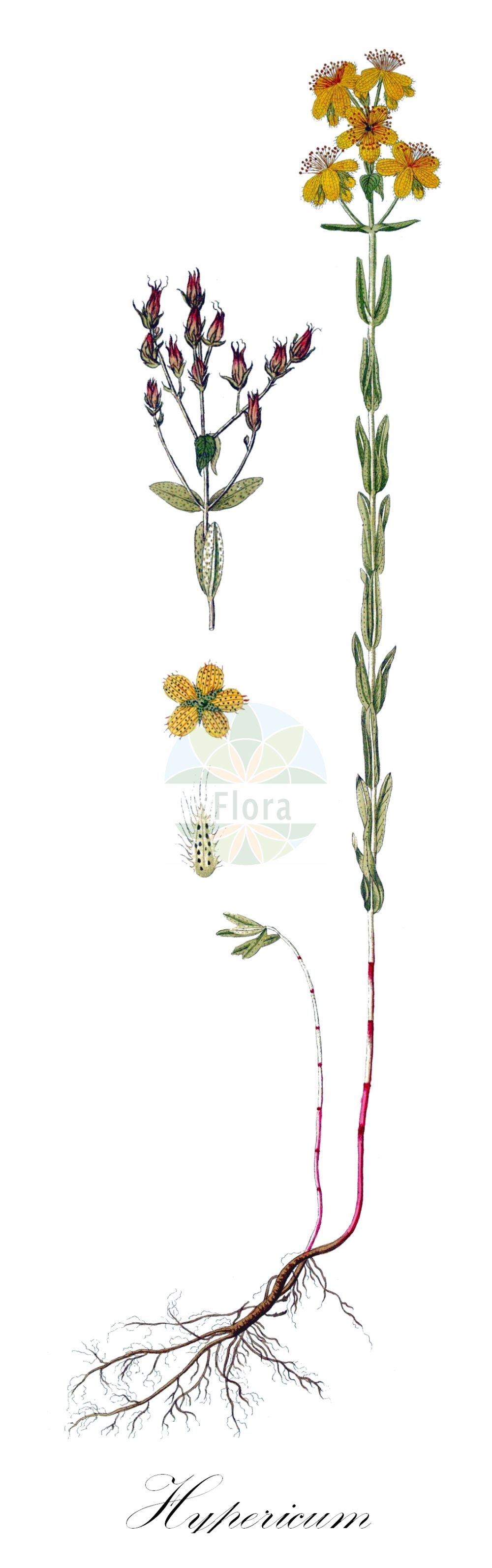 Historische Abbildung von Hypericum barbatum. Das Bild zeigt Blatt, Bluete, Frucht und Same. ---- Historical Drawing of Hypericum barbatum. The image is showing leaf, flower, fruit and seed.(Hypericum barbatum,Hypericum barbatum,Hypericum macedonicum,Hypericum trichanthum,Hypericum,Johanniskraut,St. John's Wort,Hypericaceae,Hartheugewächse,St. John's Wort family,Blatt,Bluete,Frucht,Same,leaf,flower,fruit,seed)