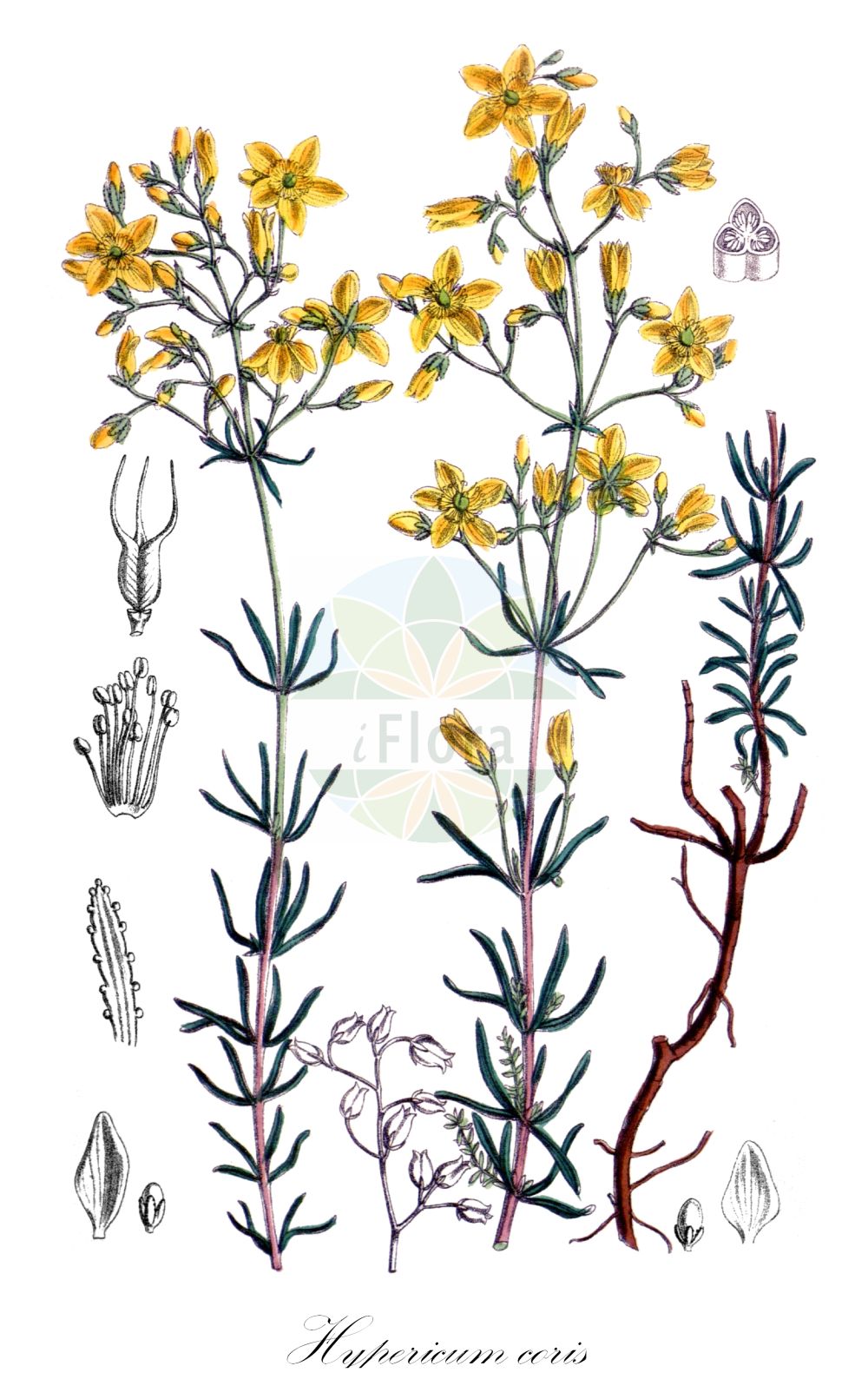 Historische Abbildung von Hypericum coris. Das Bild zeigt Blatt, Bluete, Frucht und Same. ---- Historical Drawing of Hypericum coris. The image is showing leaf, flower, fruit and seed.(Hypericum coris,Hypericum coris,Hypericum,Johanniskraut,St. John's Wort,Hypericaceae,Hartheugewächse,St. John's Wort family,Blatt,Bluete,Frucht,Same,leaf,flower,fruit,seed)