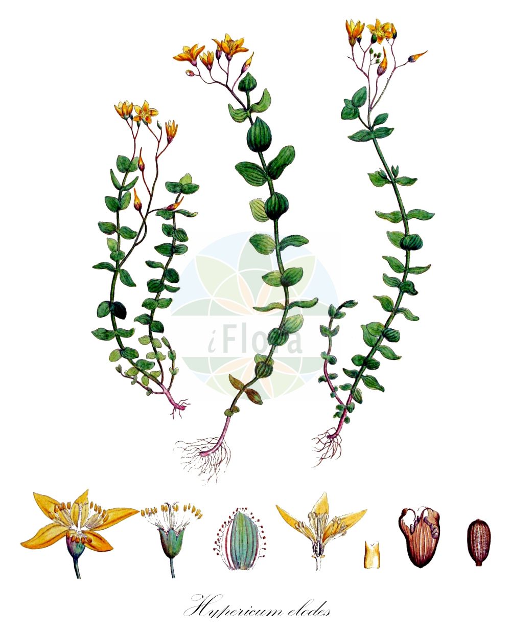 Historische Abbildung von Hypericum elodes (Sumpf-Johanniskraut - Marsh St John's-wort). Das Bild zeigt Blatt, Bluete, Frucht und Same. ---- Historical Drawing of Hypericum elodes (Sumpf-Johanniskraut - Marsh St John's-wort). The image is showing leaf, flower, fruit and seed.(Hypericum elodes,Sumpf-Johanniskraut,Marsh St John's-wort,Elodes palustris,Hypericum elodes,Hypericum palustre,Sumpf-Johanniskraut,Marsh St John's-wort,Hypericum,Johanniskraut,St. John's Wort,Hypericaceae,Hartheugewächse,St. John's Wort family,Blatt,Bluete,Frucht,Same,leaf,flower,fruit,seed,Kops (1800-1934))