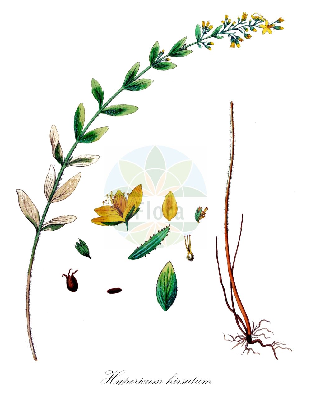 Historische Abbildung von Hypericum hirsutum (Behaartes Johanniskraut - Hairy St John's-wort). Das Bild zeigt Blatt, Bluete, Frucht und Same. ---- Historical Drawing of Hypericum hirsutum (Behaartes Johanniskraut - Hairy St John's-wort). The image is showing leaf, flower, fruit and seed.(Hypericum hirsutum,Behaartes Johanniskraut,Hairy St John's-wort,Hypericum hirsutum,Behaartes Johanniskraut,Flaum-Johanniskraut,Rauhaariges Johanniskraut,Hairy St John's-wort,Hypericum,Johanniskraut,St. John's Wort,Hypericaceae,Hartheugewächse,St. John's Wort family,Blatt,Bluete,Frucht,Same,leaf,flower,fruit,seed,Kops (1800-1934))