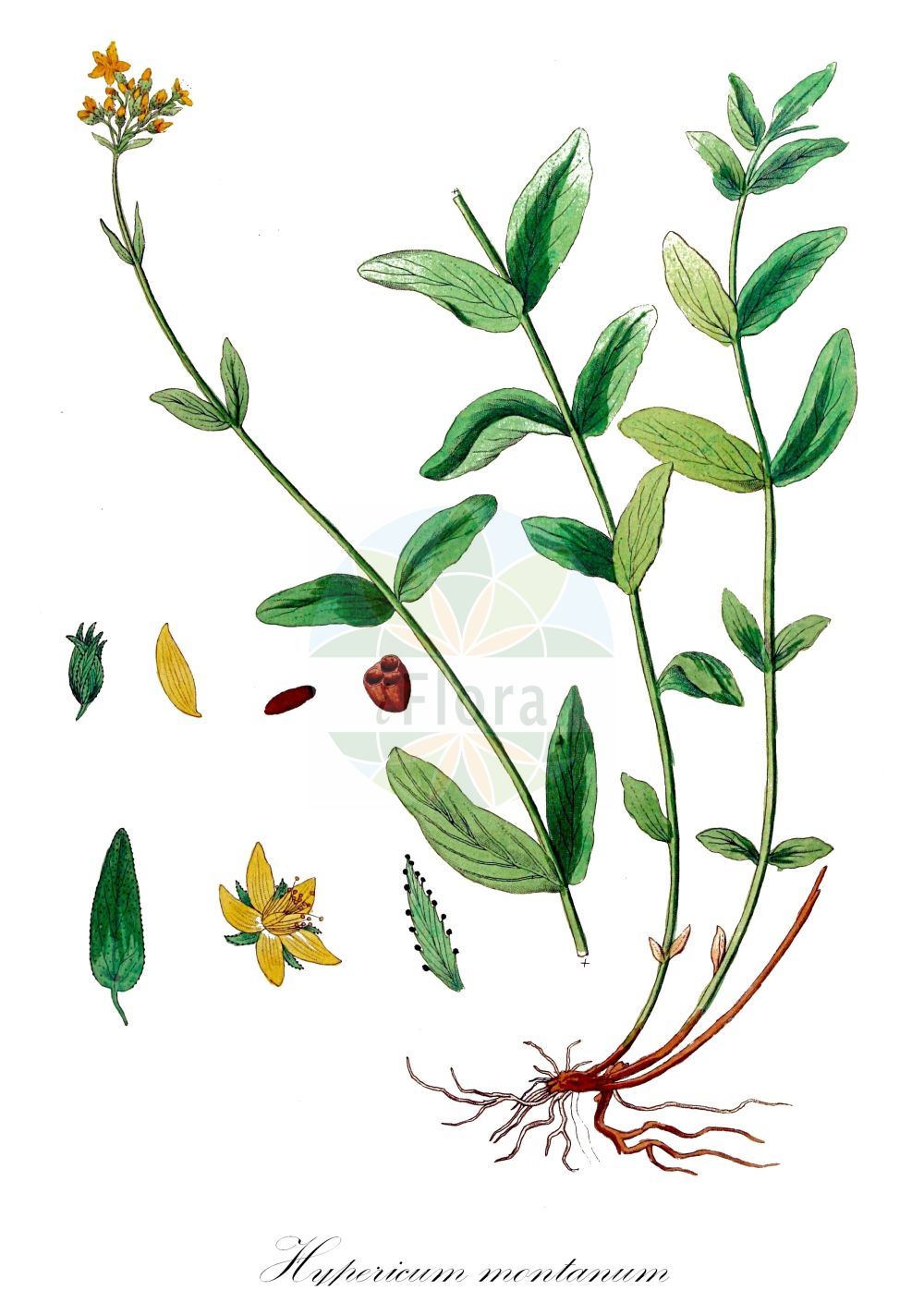 Historische Abbildung von Hypericum montanum (Berg-Johanniskraut - Pale St John's-wort). Das Bild zeigt Blatt, Bluete, Frucht und Same. ---- Historical Drawing of Hypericum montanum (Berg-Johanniskraut - Pale St John's-wort). The image is showing leaf, flower, fruit and seed.(Hypericum montanum,Berg-Johanniskraut,Pale St John's-wort,Hypericum elegantissimum,Hypericum glandulosum,Hypericum montanum,Berg-Johanniskraut,Pale St John's-wort,Mountain Hypericum,Mountain St John's-wort,Hypericum,Johanniskraut,St. John's Wort,Hypericaceae,Hartheugewächse,St. John's Wort family,Blatt,Bluete,Frucht,Same,leaf,flower,fruit,seed,Kops (1800-1934))
