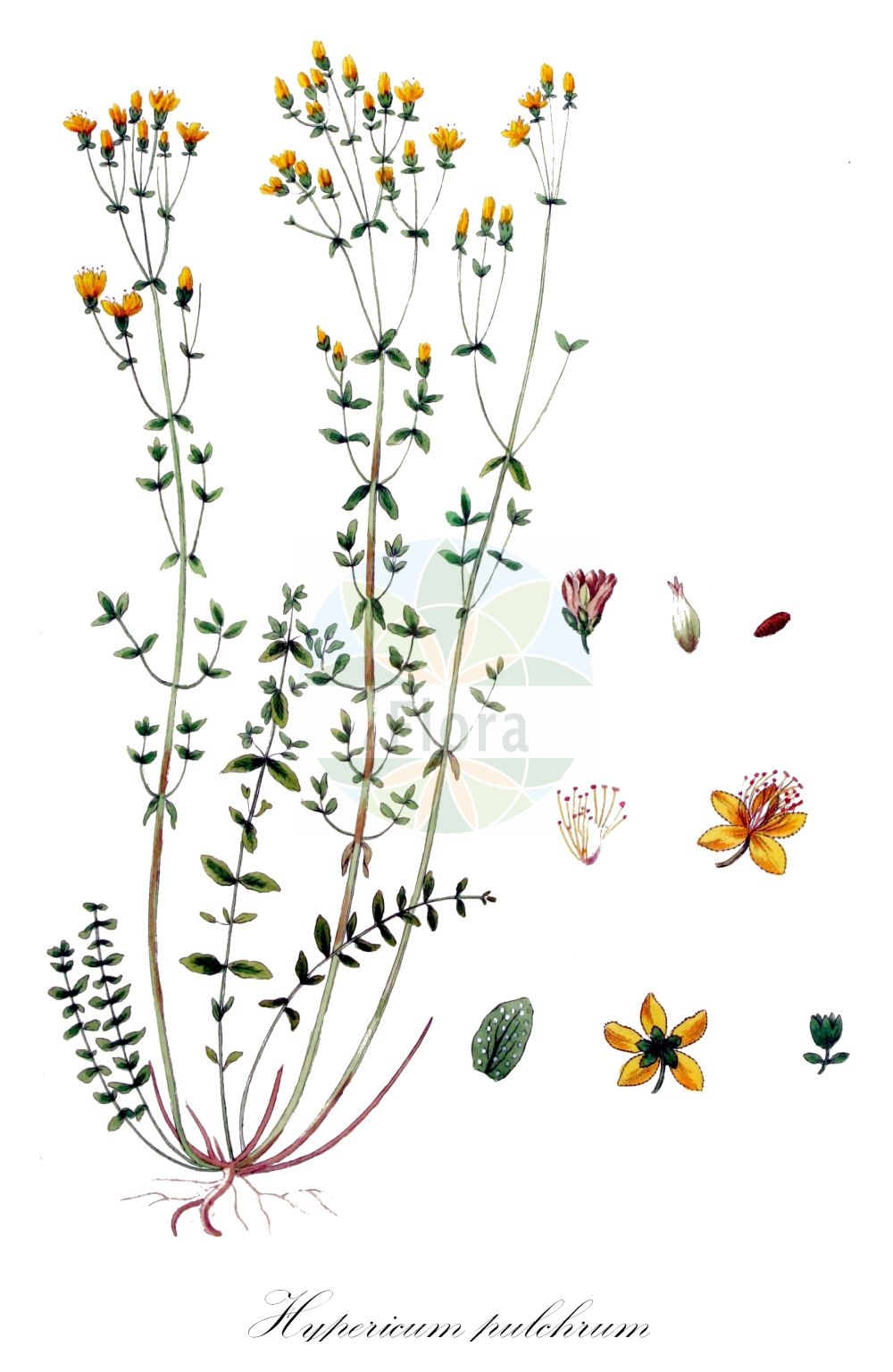 Historische Abbildung von Hypericum pulchrum (Schönes Johanniskraut - Slender St John's-wort). Das Bild zeigt Blatt, Bluete, Frucht und Same. ---- Historical Drawing of Hypericum pulchrum (Schönes Johanniskraut - Slender St John's-wort). The image is showing leaf, flower, fruit and seed.(Hypericum pulchrum,Schönes Johanniskraut,Slender St John's-wort,Hypericum pulchrum,Schoenes Johanniskraut,Heide-Johanniskraut,Slender St John's-wort,Elegant St John's-wort,Hypericum,Johanniskraut,St. John's Wort,Hypericaceae,Hartheugewächse,St. John's Wort family,Blatt,Bluete,Frucht,Same,leaf,flower,fruit,seed,Kops (1800-1934))