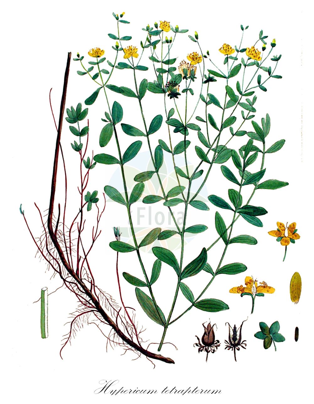Historische Abbildung von Hypericum tetrapterum (Geflügeltes Johanniskraut - Square-stalked St John's-Wort). Das Bild zeigt Blatt, Bluete, Frucht und Same. ---- Historical Drawing of Hypericum tetrapterum (Geflügeltes Johanniskraut - Square-stalked St John's-Wort). The image is showing leaf, flower, fruit and seed.(Hypericum tetrapterum,Geflügeltes Johanniskraut,Square-stalked St John's-Wort,Hypericum acutum,Hypericum acutum Moench subsp.,Hypericum anagallidioides,Hypericum corsicum,Hypericum neapolitanum,Hypericum quadrangulum,Hypericum quadrangulum L. subsp.,Hypericum tenellum,Hypericum tetrapterum,Hypericum tetrapterum subsp. corsicum,Gefluegeltes Johanniskraut,Square-stalked St John's-Wort,Square-stemmed St John's-Wort,St Peter's-wort,Hypericum,Johanniskraut,St. John's Wort,Hypericaceae,Hartheugewächse,St. John's Wort family,Blatt,Bluete,Frucht,Same,leaf,flower,fruit,seed,Kops (1800-1934))